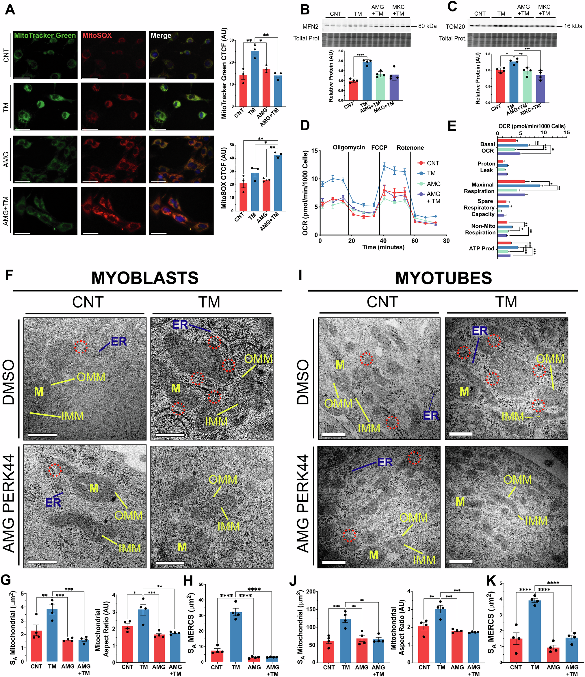 Fig. 2: Adaptive UPRER signalling increases mitochondrial capacity and MERCS assembly that depends on the PERK arm of the UPRER.
