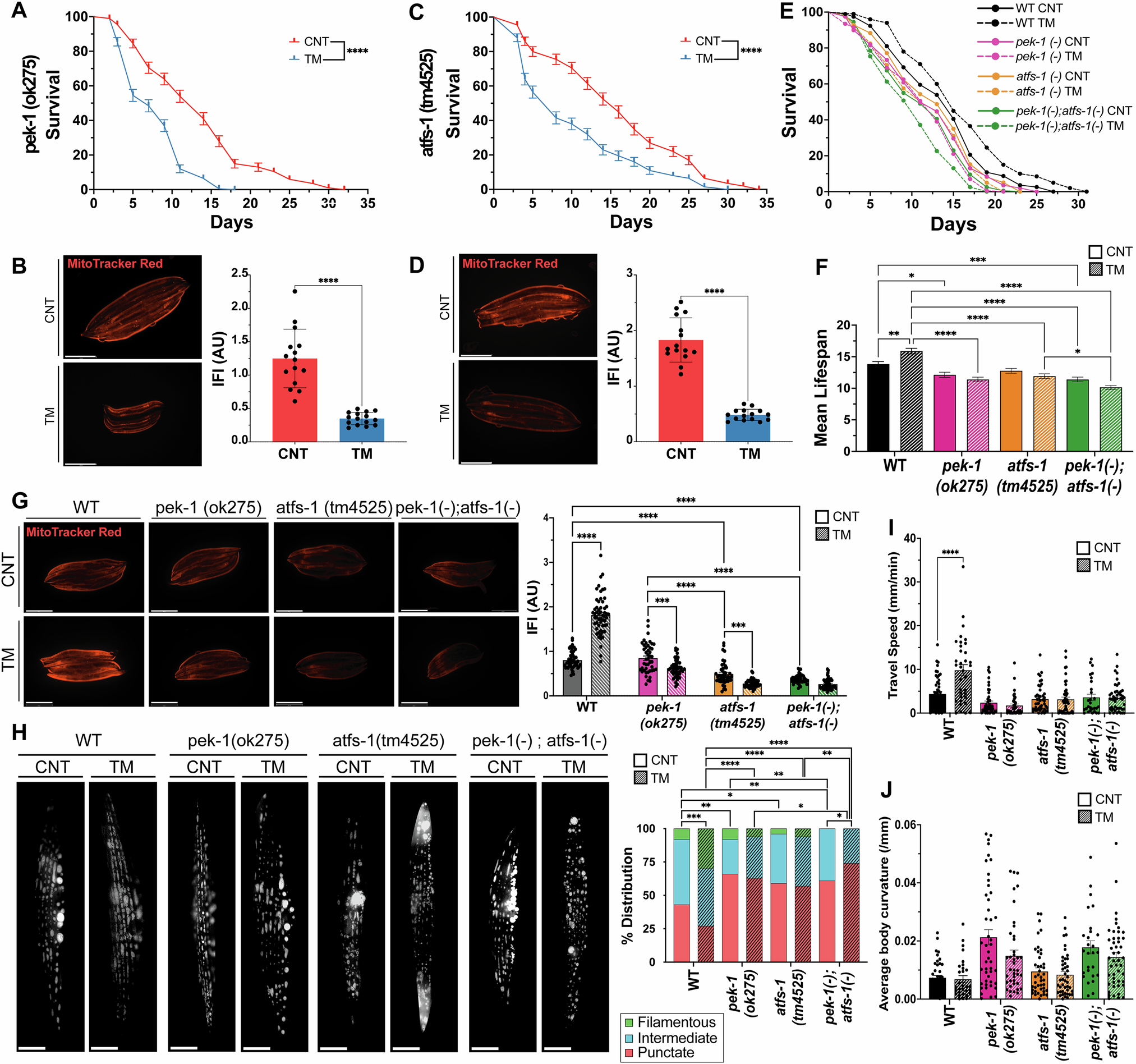 Fig. 7: Adaptations to early-life adaptive UPRER in C. elegans depend on PEK-1 and ATFS-1 crosstalk.