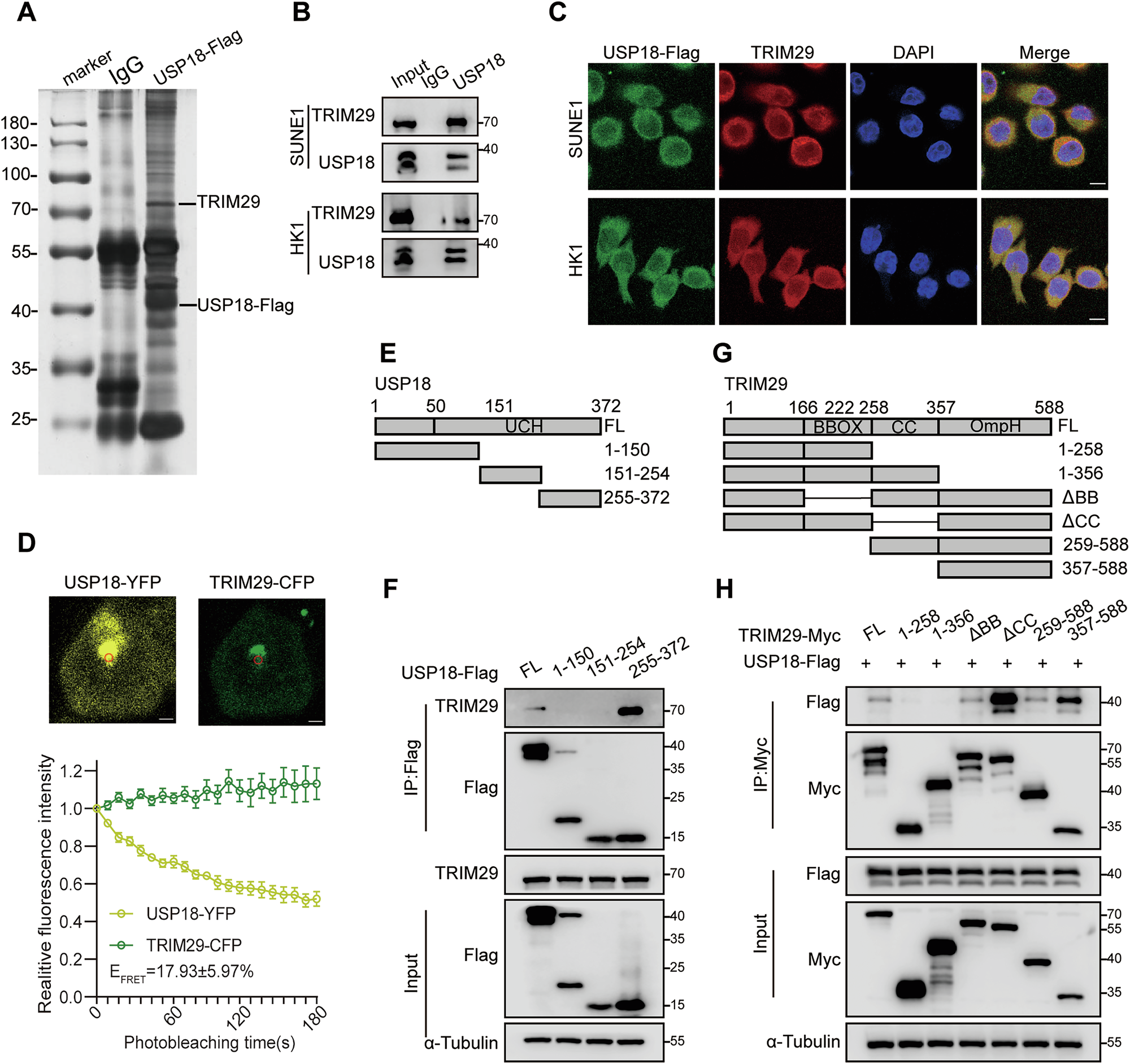 Fig. 2: USP18 interacts with TRIM29.