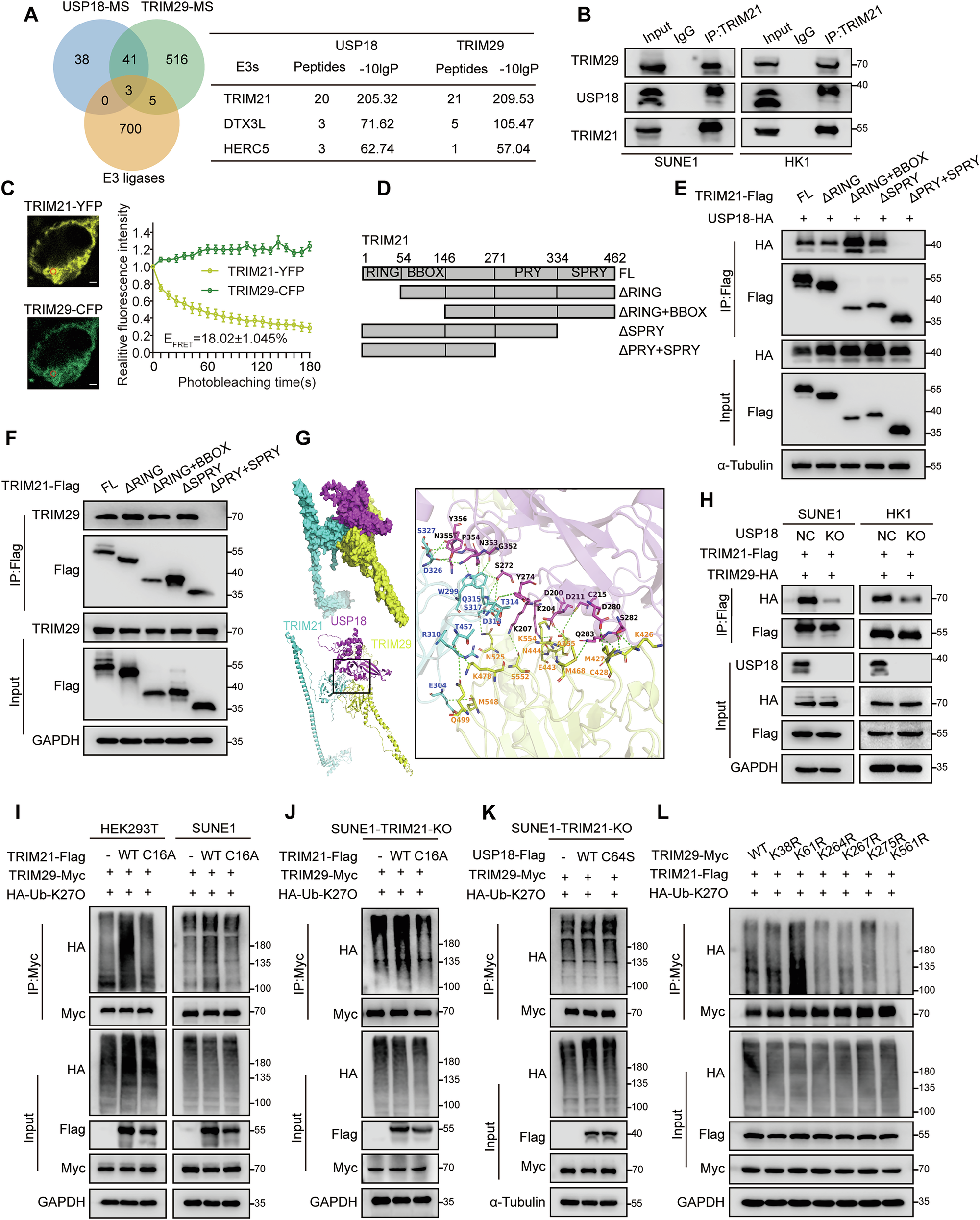 Fig. 4: USP18 recruits TRIM21 to increase K27-linked ubiquitin chains on TRIM29.