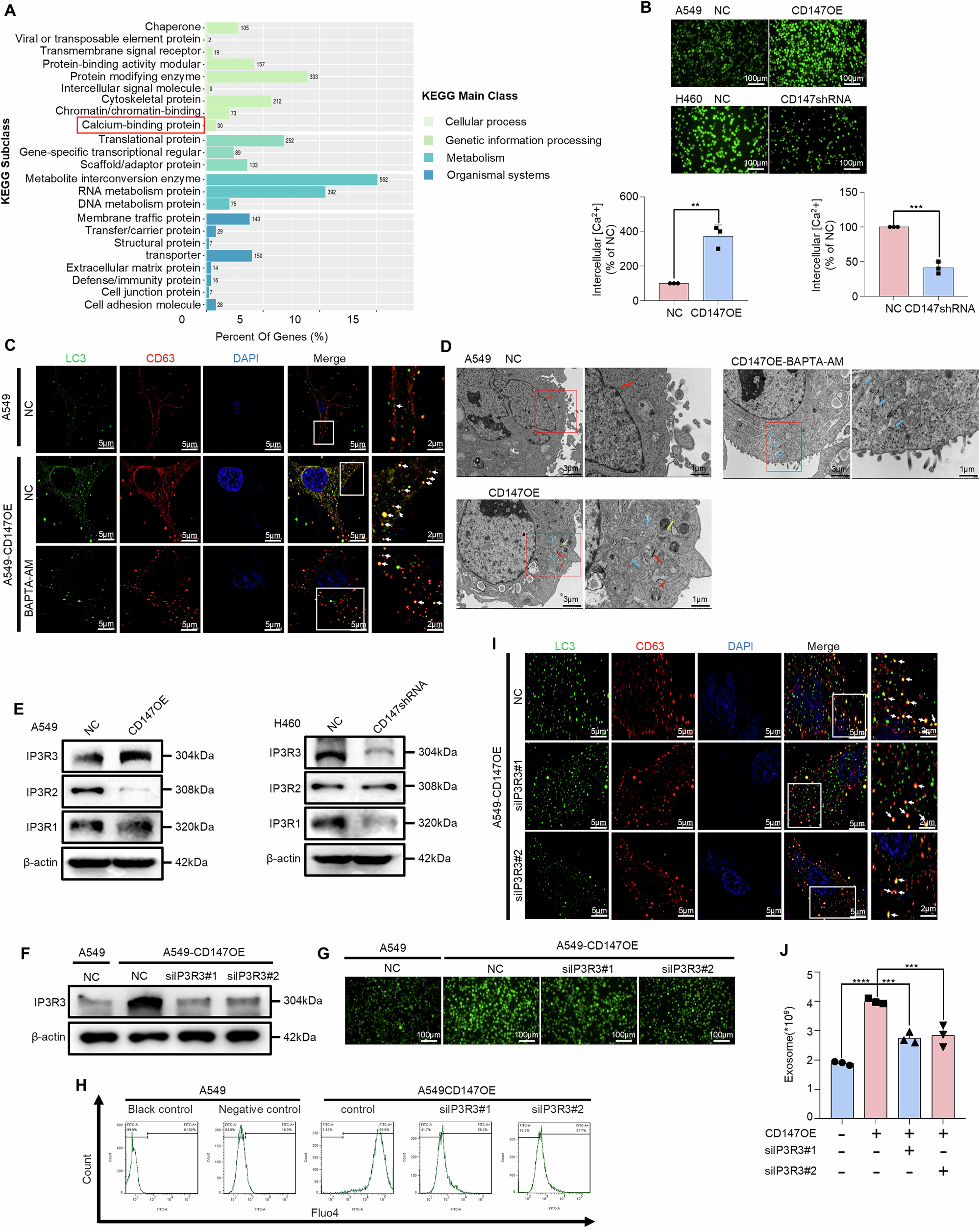 Fig. 10: CD147 promotes amphisome biogenesis through IP3R3-mediated calcium homeostasis dysregulation.