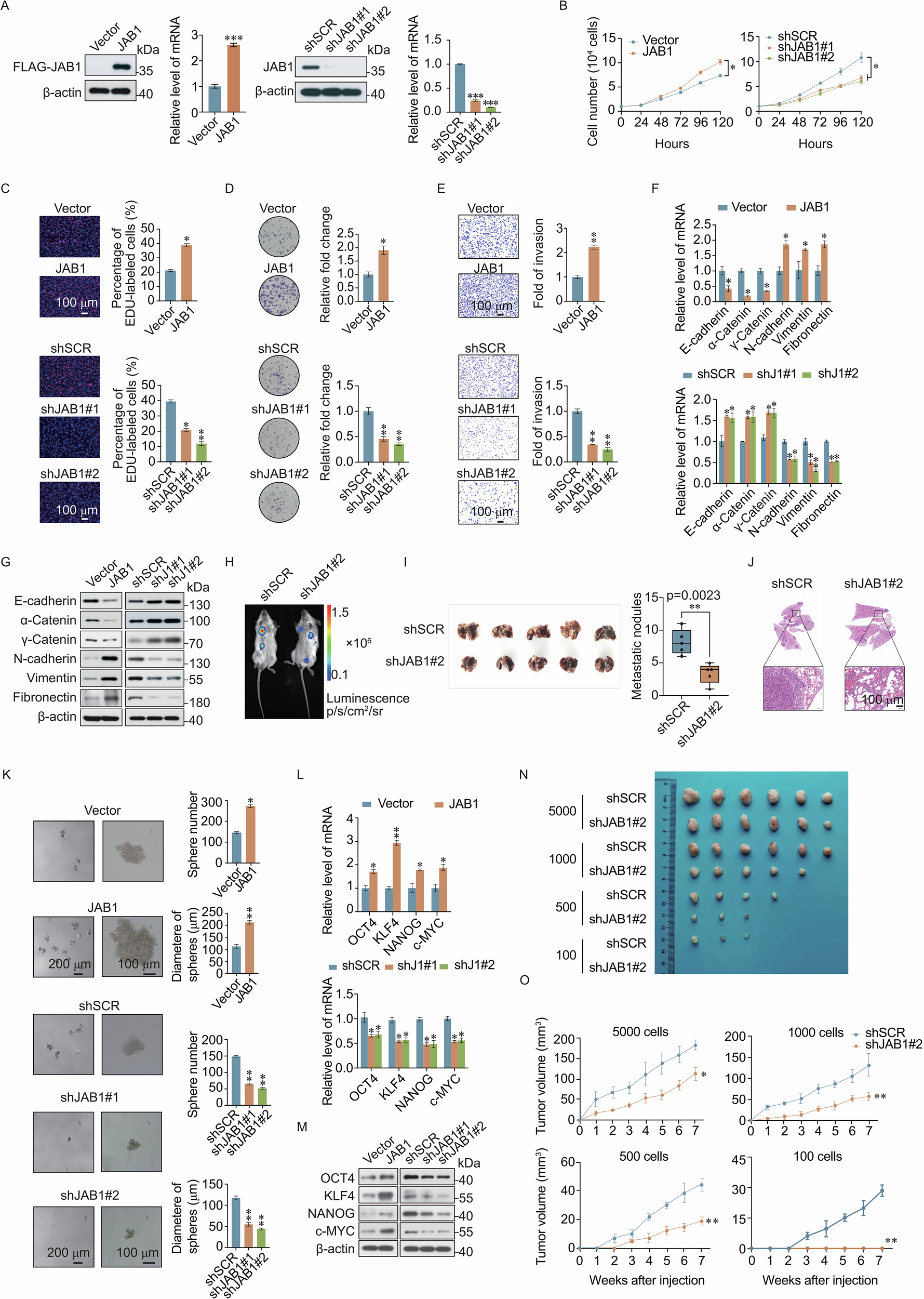 Fig. 2: JAB1 promotes breast cancer cell proliferation, invasion, and stemness.