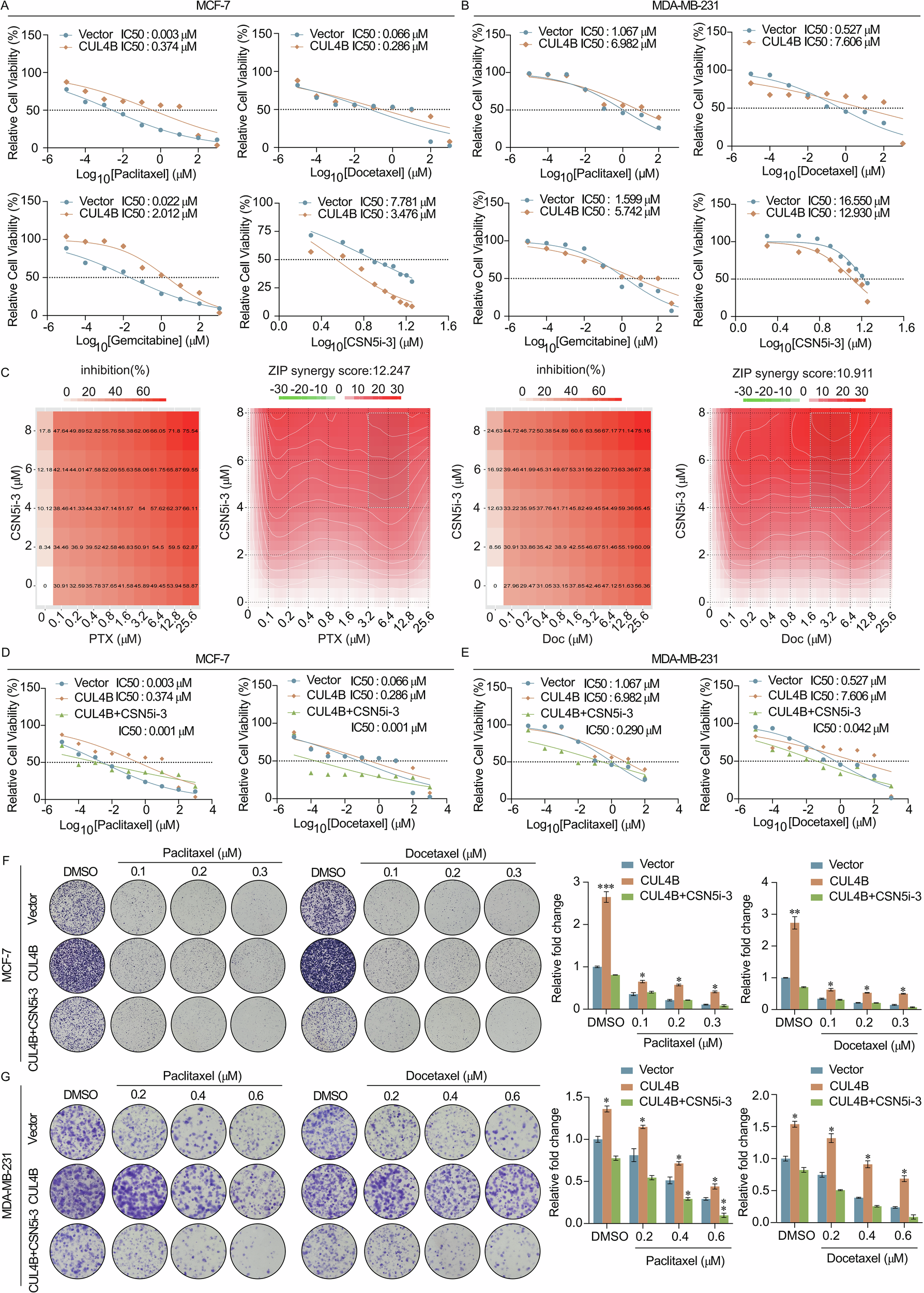 Fig. 5: Combining JAB1 inhibitors and chemotherapeutic drugs synergistically reverses drug resistance in breast cancer cells.
