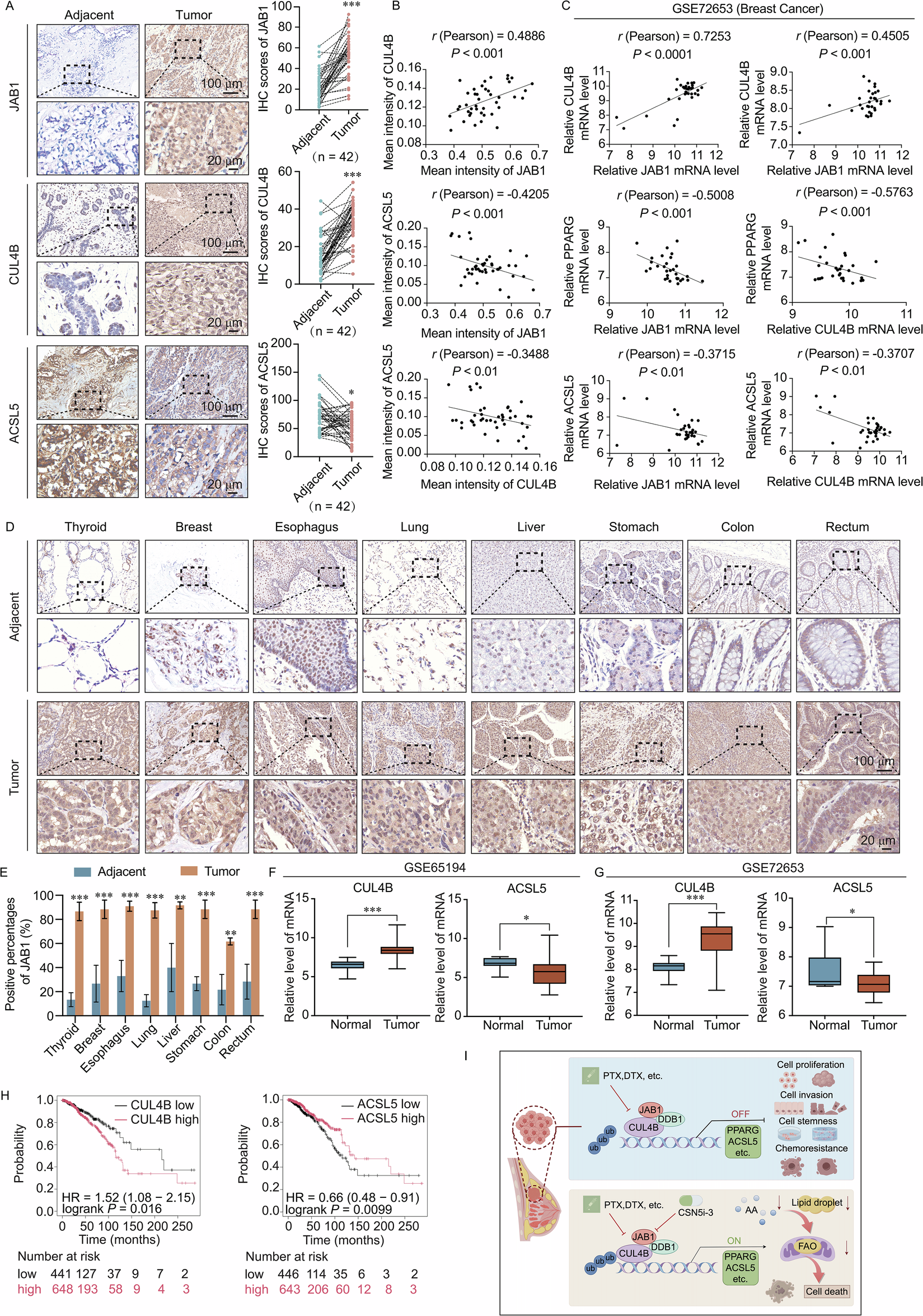 Fig. 8: JAB1 is overexpressed in various cancer types and serves as a prospective cancer biomarker.