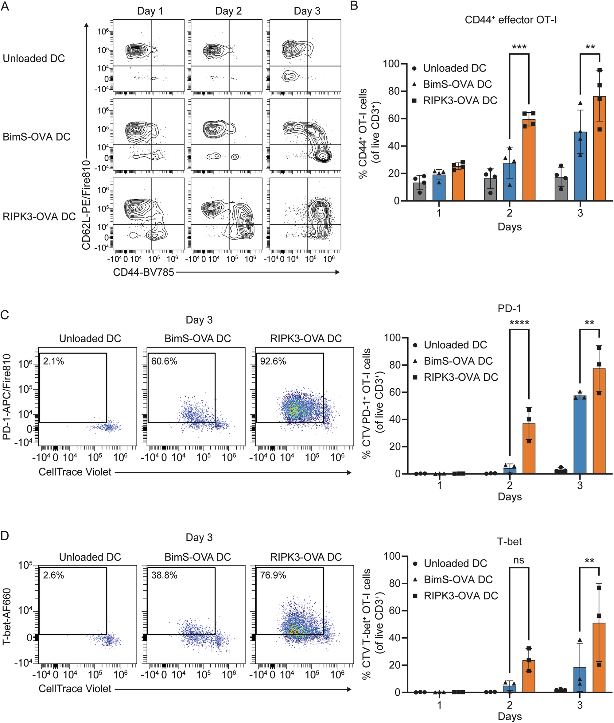 Fig. 3: OVA-specific CD8+ T-cell effector differentiation induced by cDCs after phagocytosis of apoptotic or necroptotic TC-1-OVA cells.