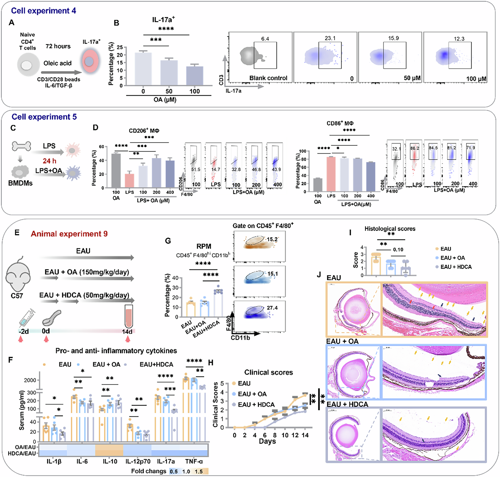 Fig. 5: RPM-derived oleic acid as an anti-inflammatory resolution mediator.