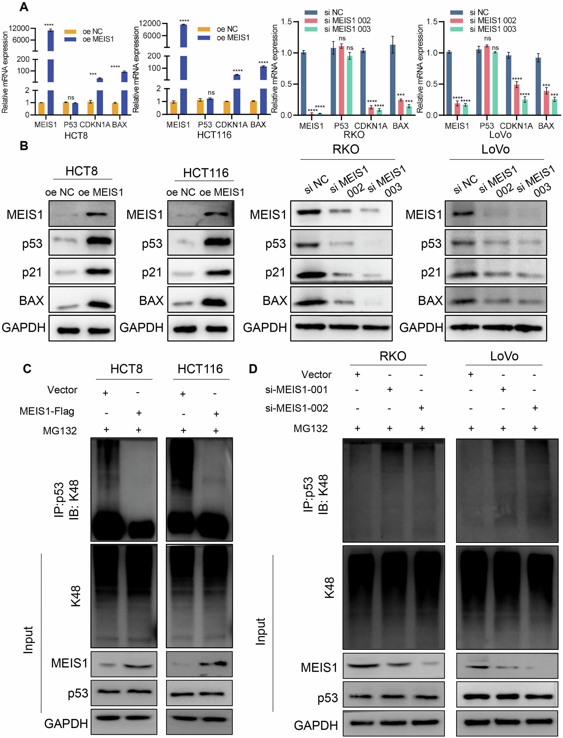Fig. 4: MEIS1 promotes the expression of p53 protein but not its mRNA.