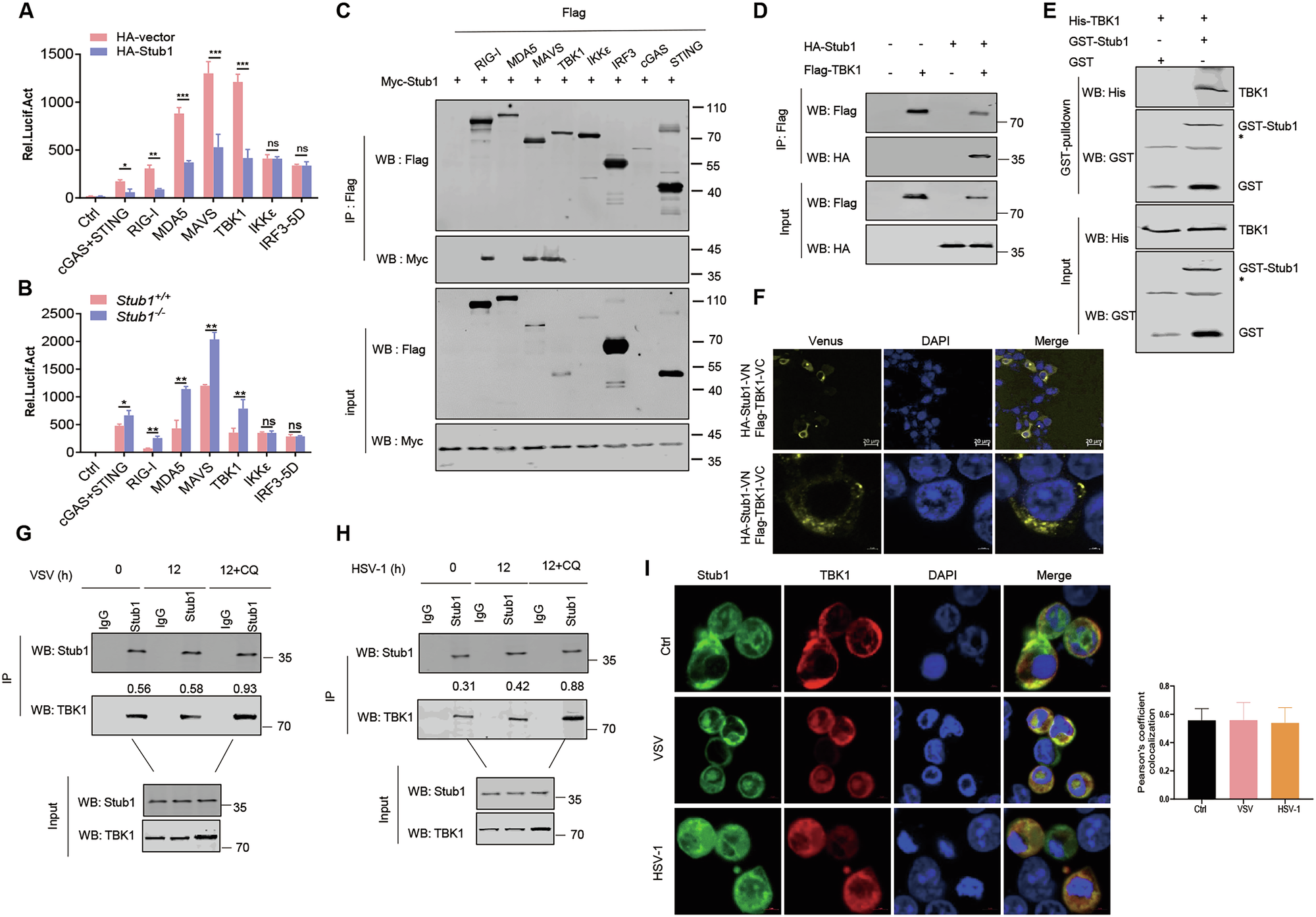 Fig. 3: Stub1 targets TBK1.