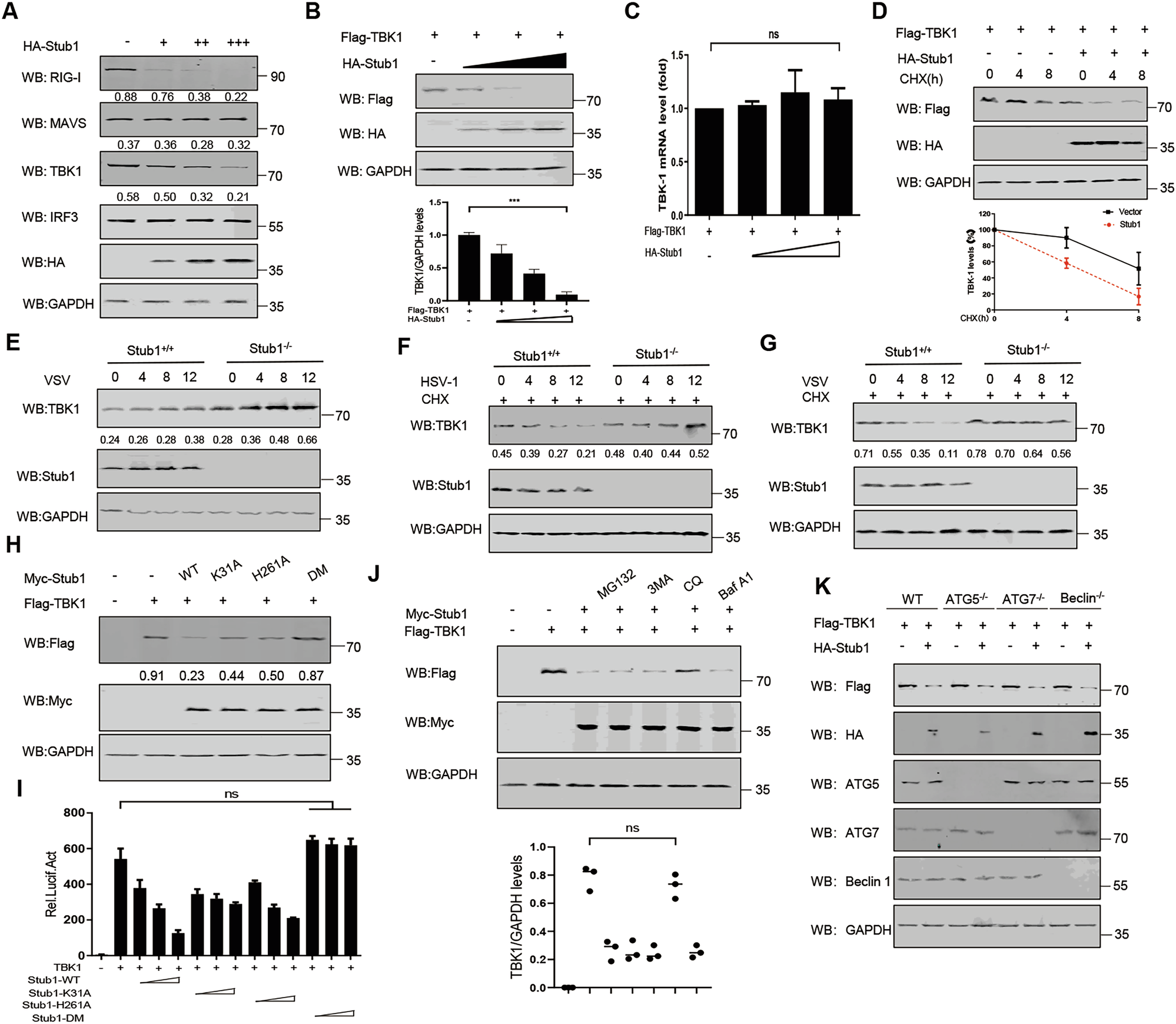 Fig. 4: Stub1 promotes the degradation of TBK1.