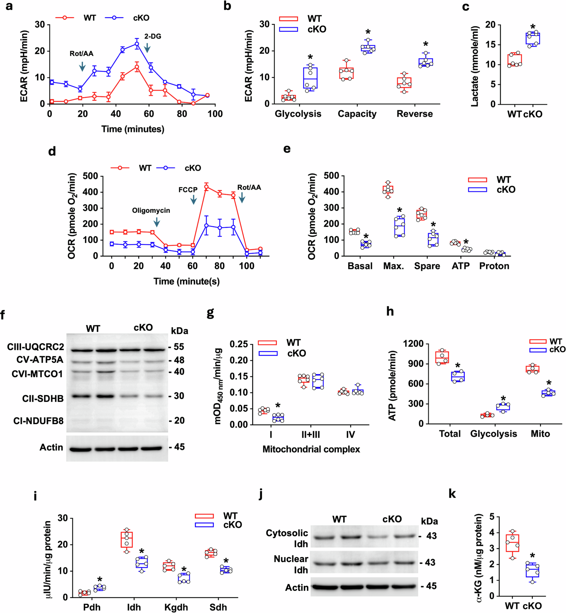 Fig. 5: Impact of Jmjd7 loss on glycolysis, mitochondrial OXPHOS, and α-KG production in osteoblasts.