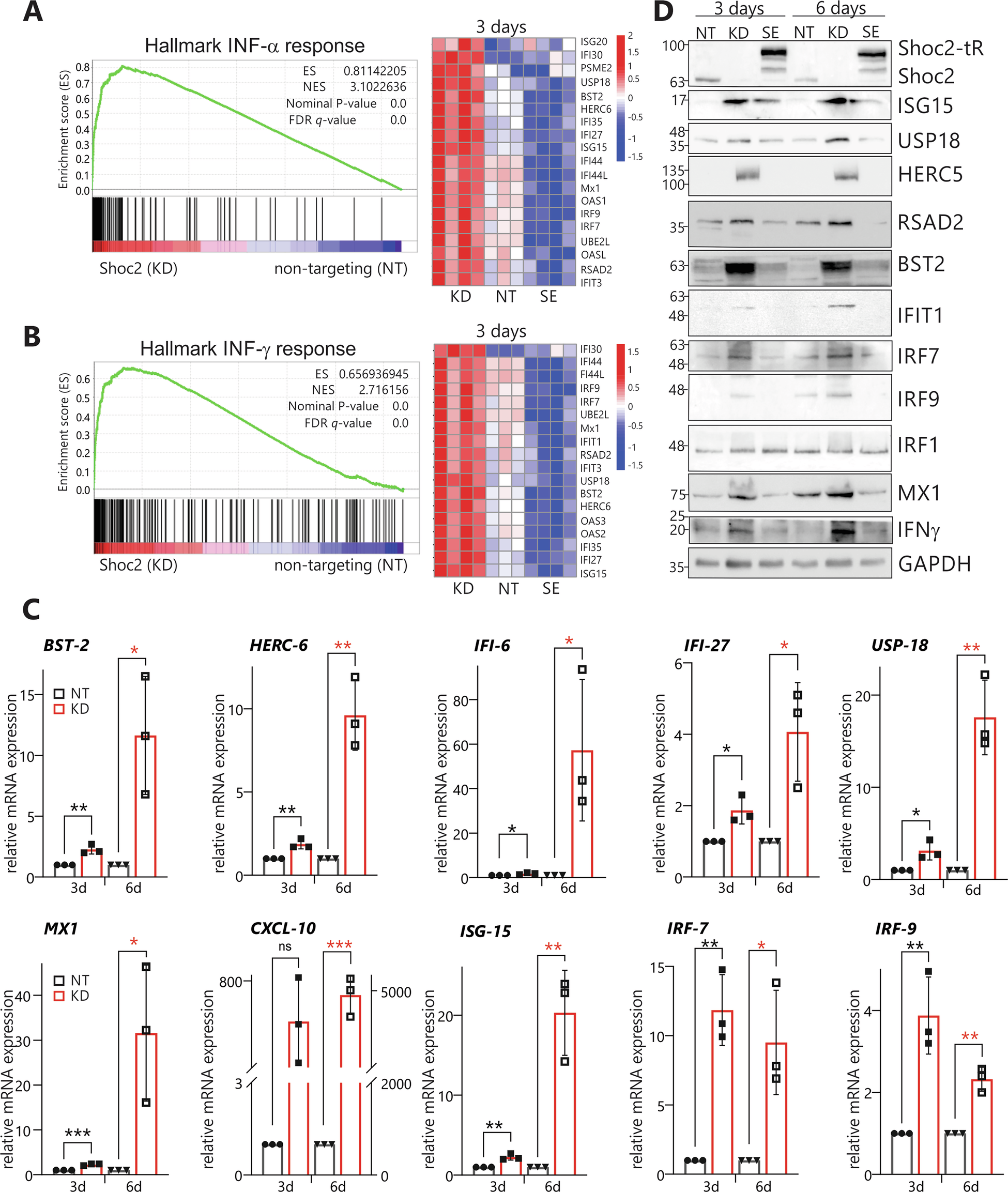 Fig. 4: The Shoc2-dependent interferon response in HDLEC.