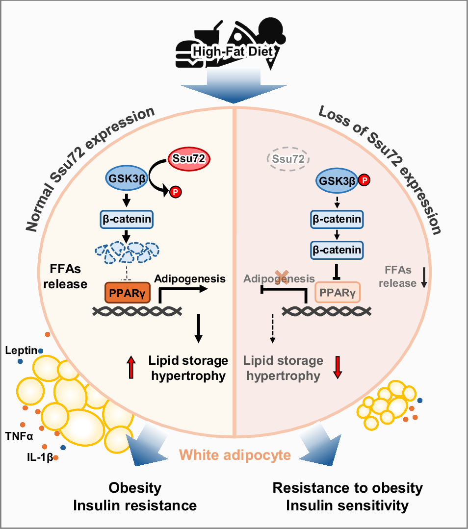 what does glutathione do for skin Brightening from Within: How Glutathione Naturally Reduces Hyperpigmen   Setu Nutrition