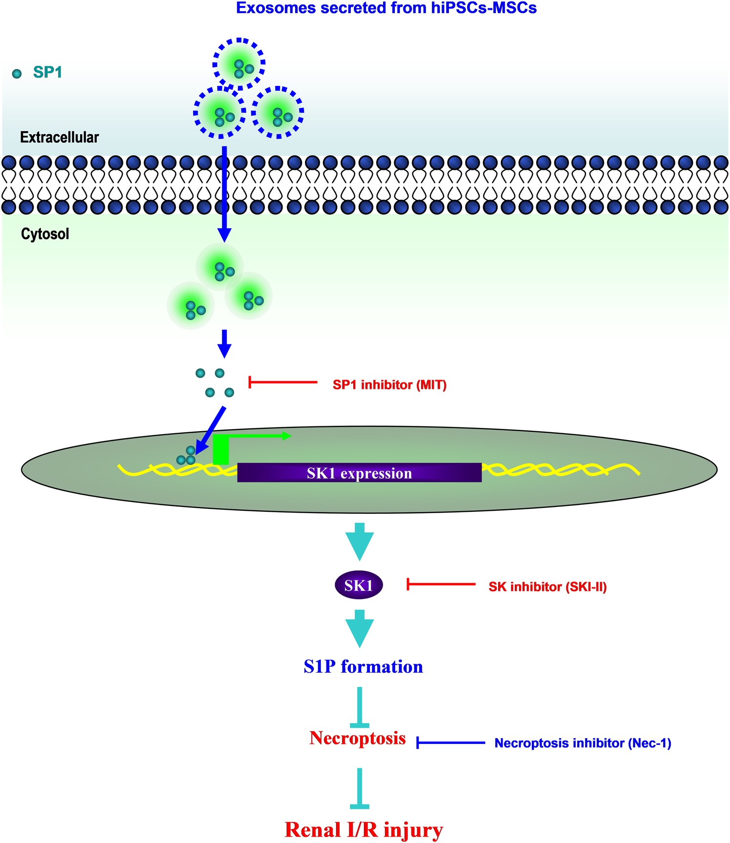 Fig. 9: Schematic diagram of the proposed cellular mechanisms for the protection of hiPSC-MSCs-derived EVs after renal I/R injury