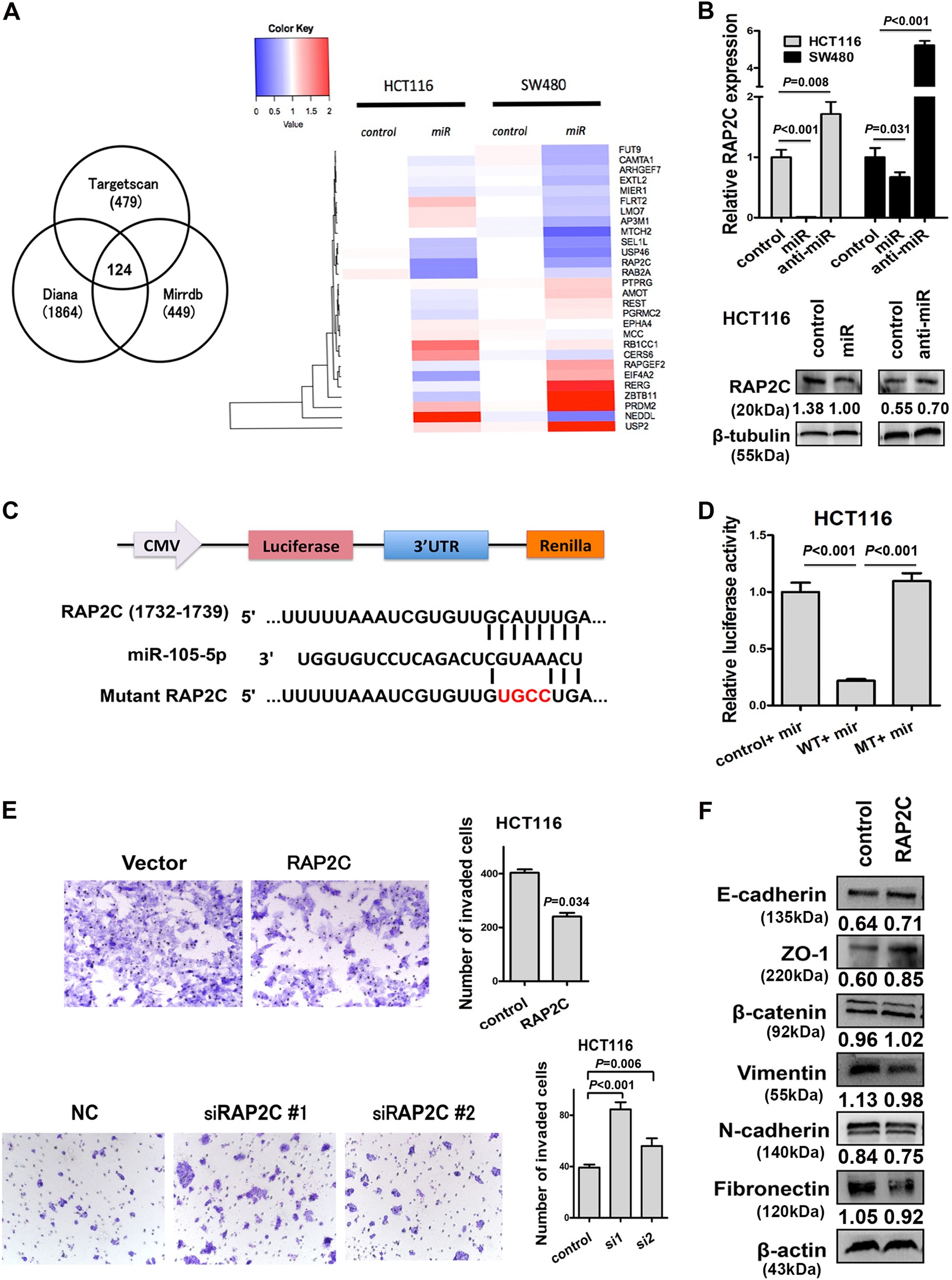 Fig. 5: RAP2C is the direct target of miR-105 in CRC progression