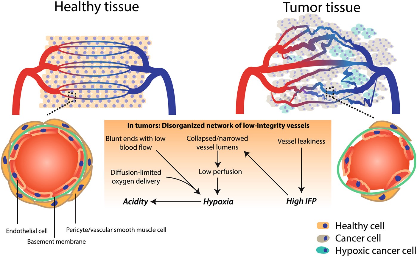 Defining the role of the tumor vasculature in antitumor immunity ...