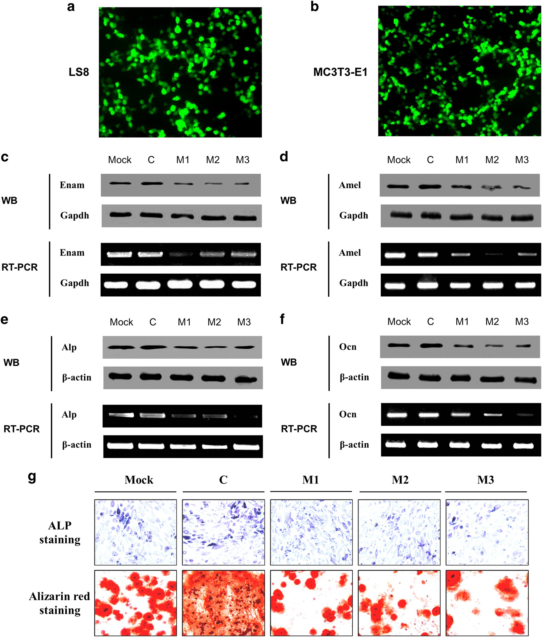 Fig. 1: Mutant Runx2 decreases amelogenesis, and osteogenesis.