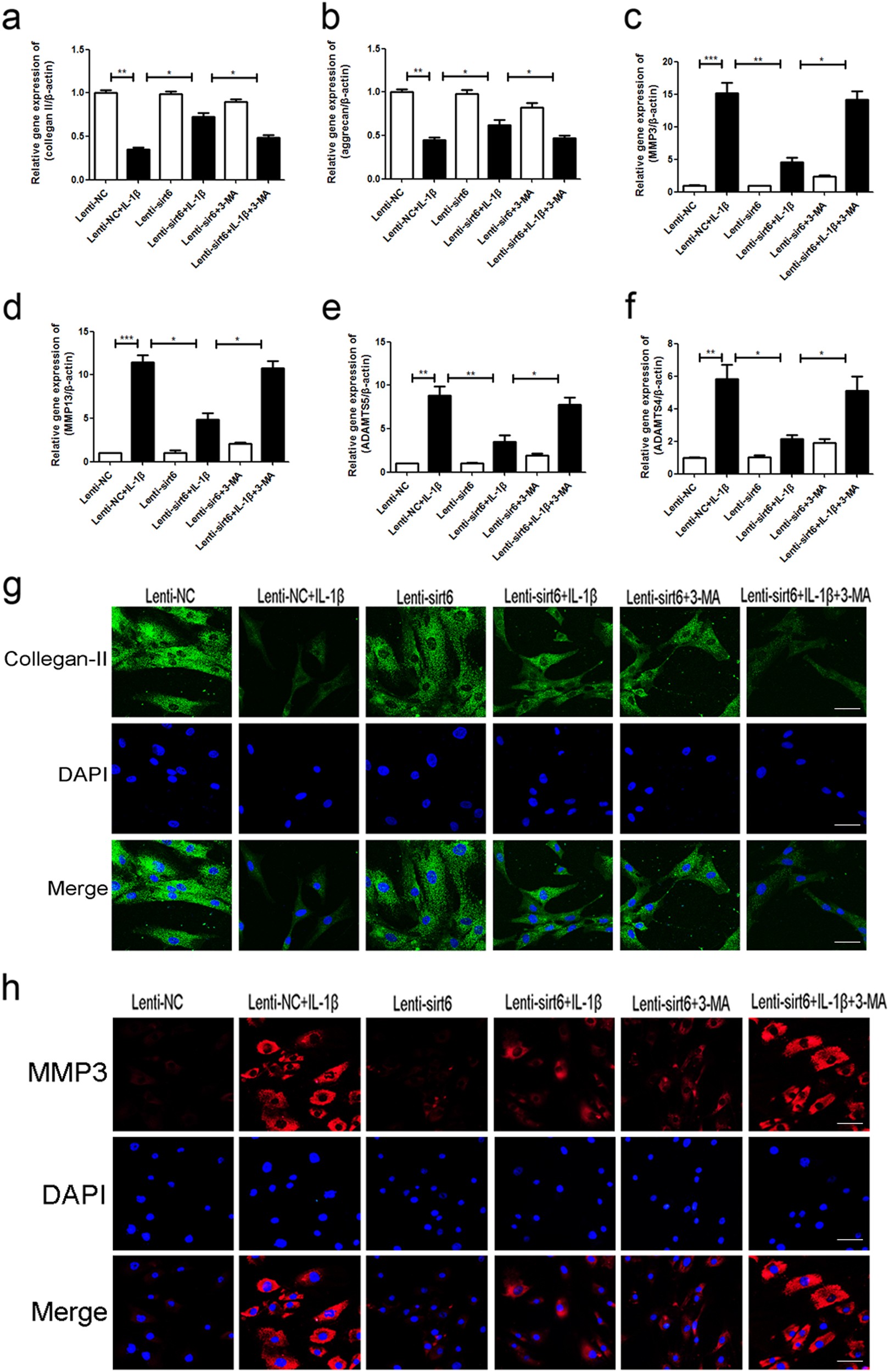 Fig. 7: Sirt6 regulated the expression levels of degeneration-associated proteins via autophagy of human NP cells
