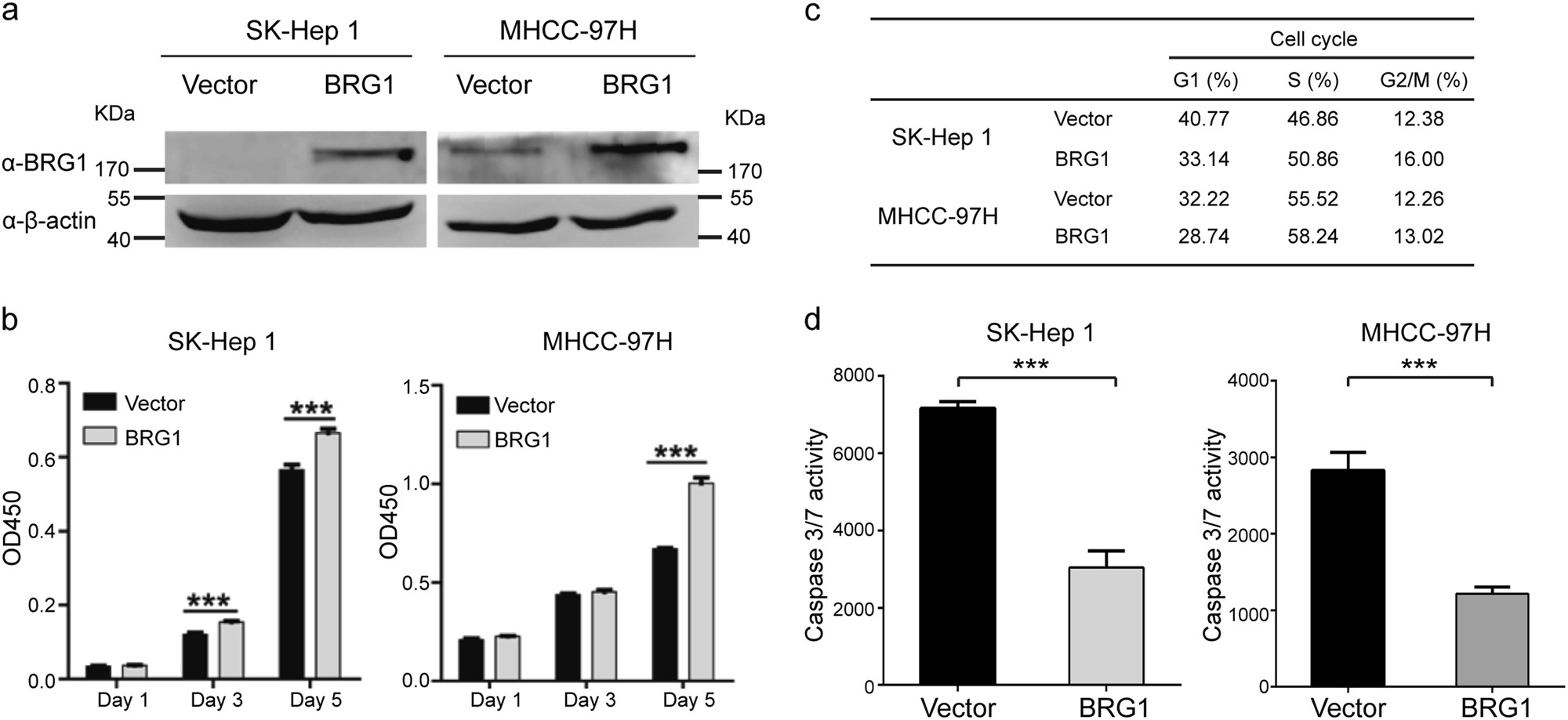 Fig. 4: Overexpression of BRG1 promotes cell proliferation