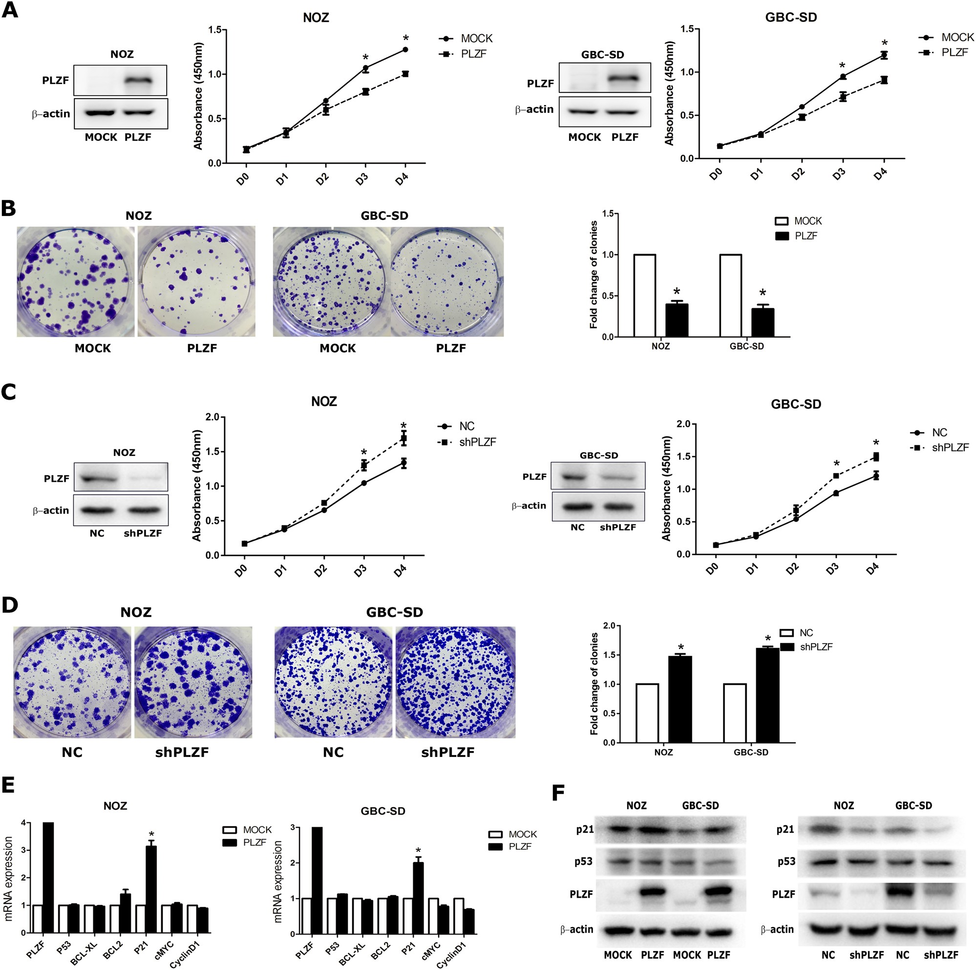 Fig. 2: PLZF suppressed GBC cell proliferation
