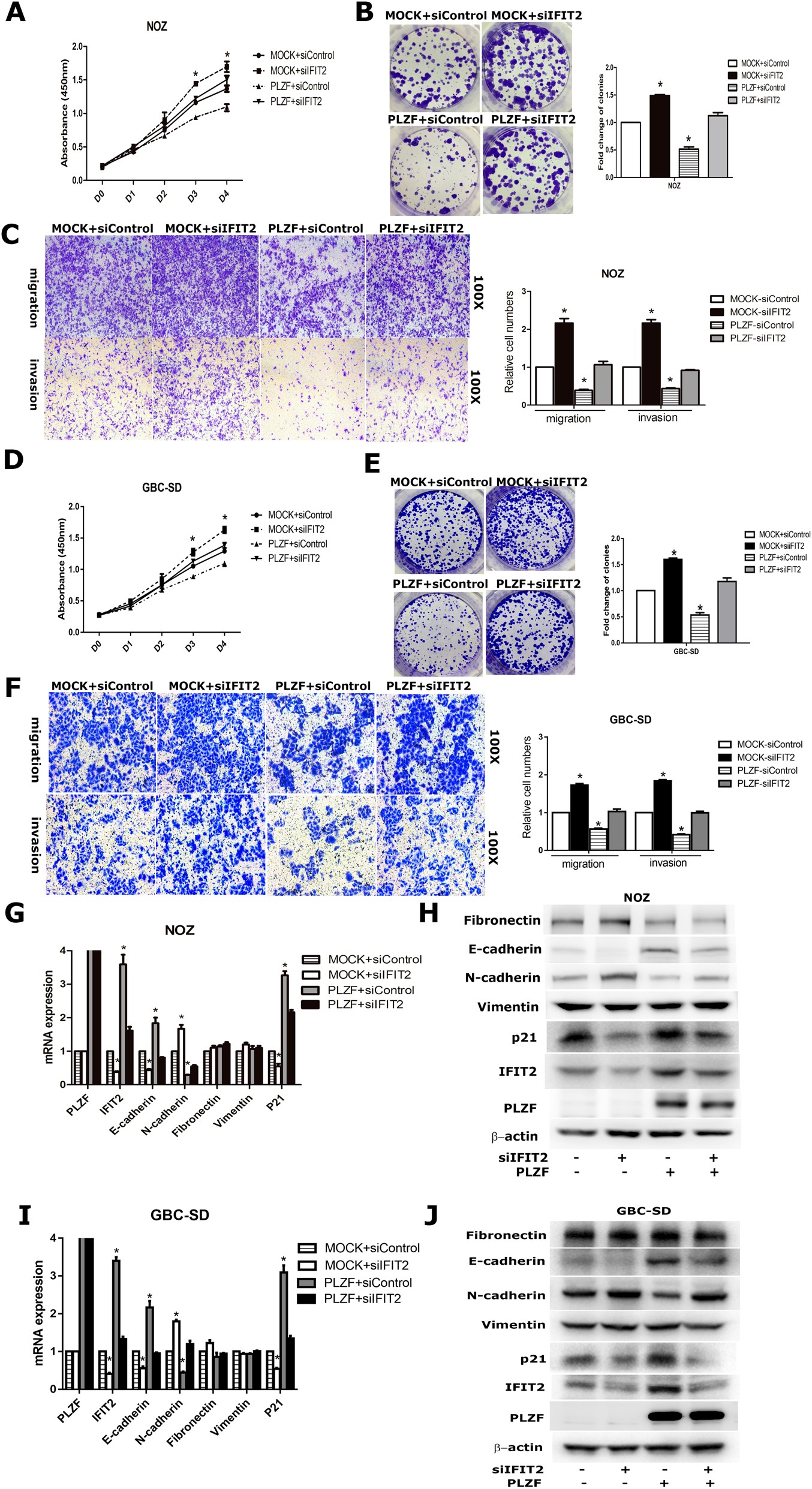 Fig. 5: IFIT2 knockdown reversed the function of PLZF in NOZ cells