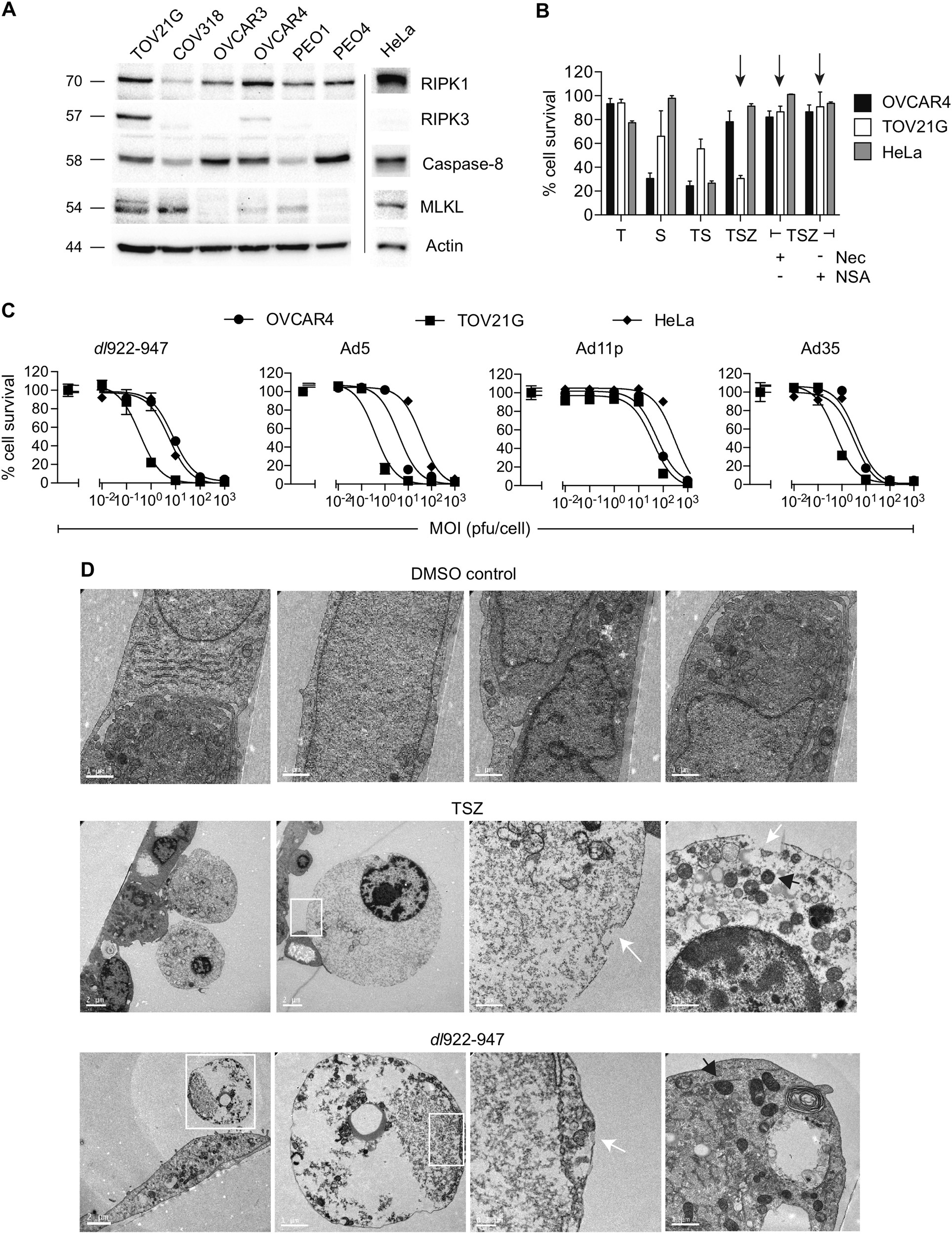 Fig. 1: Induction of necrosis in ovarian cancer cells