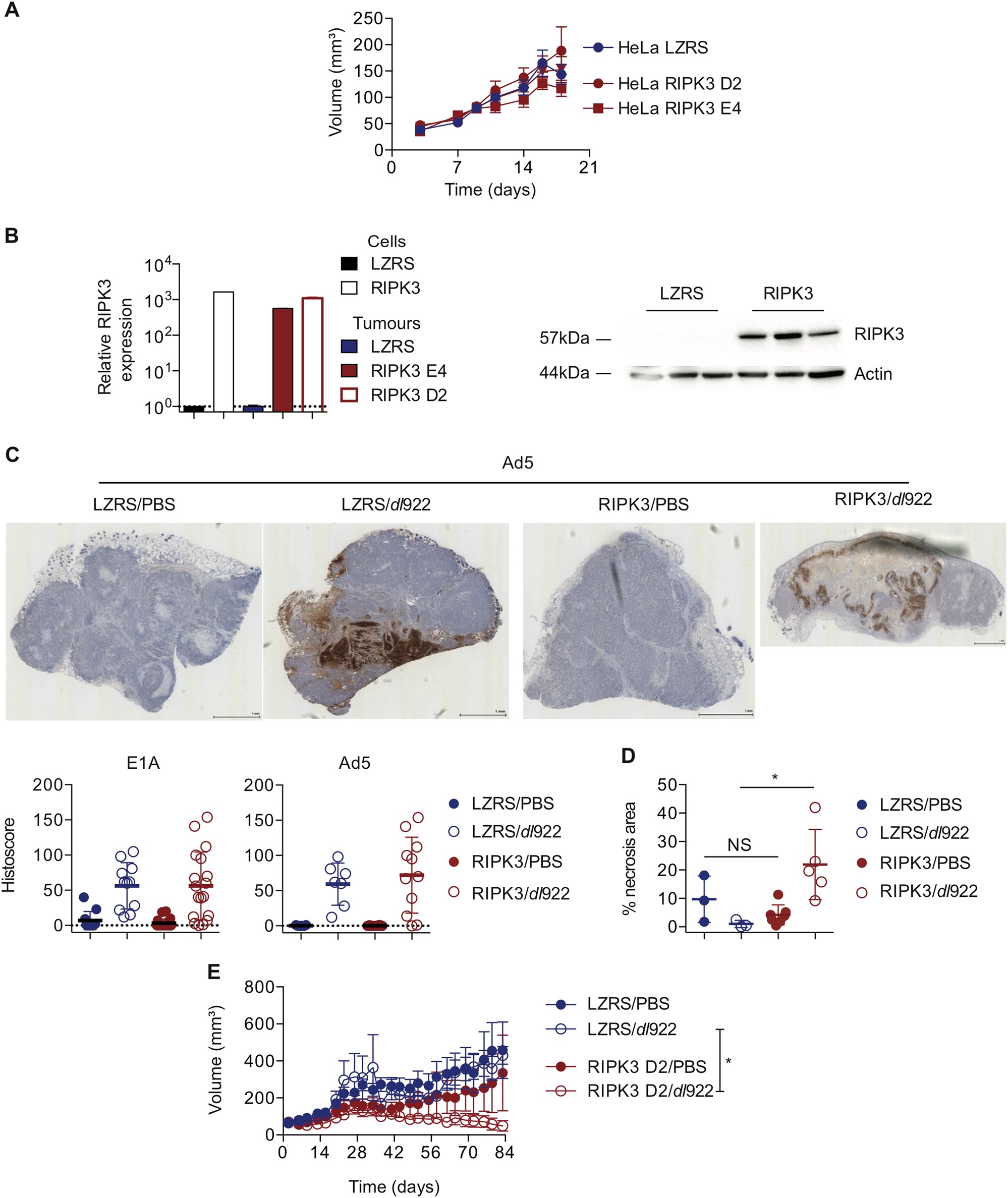 Fig. 5: RIPK3 expression augments dl922-947-induced cytotoxicity in vivo