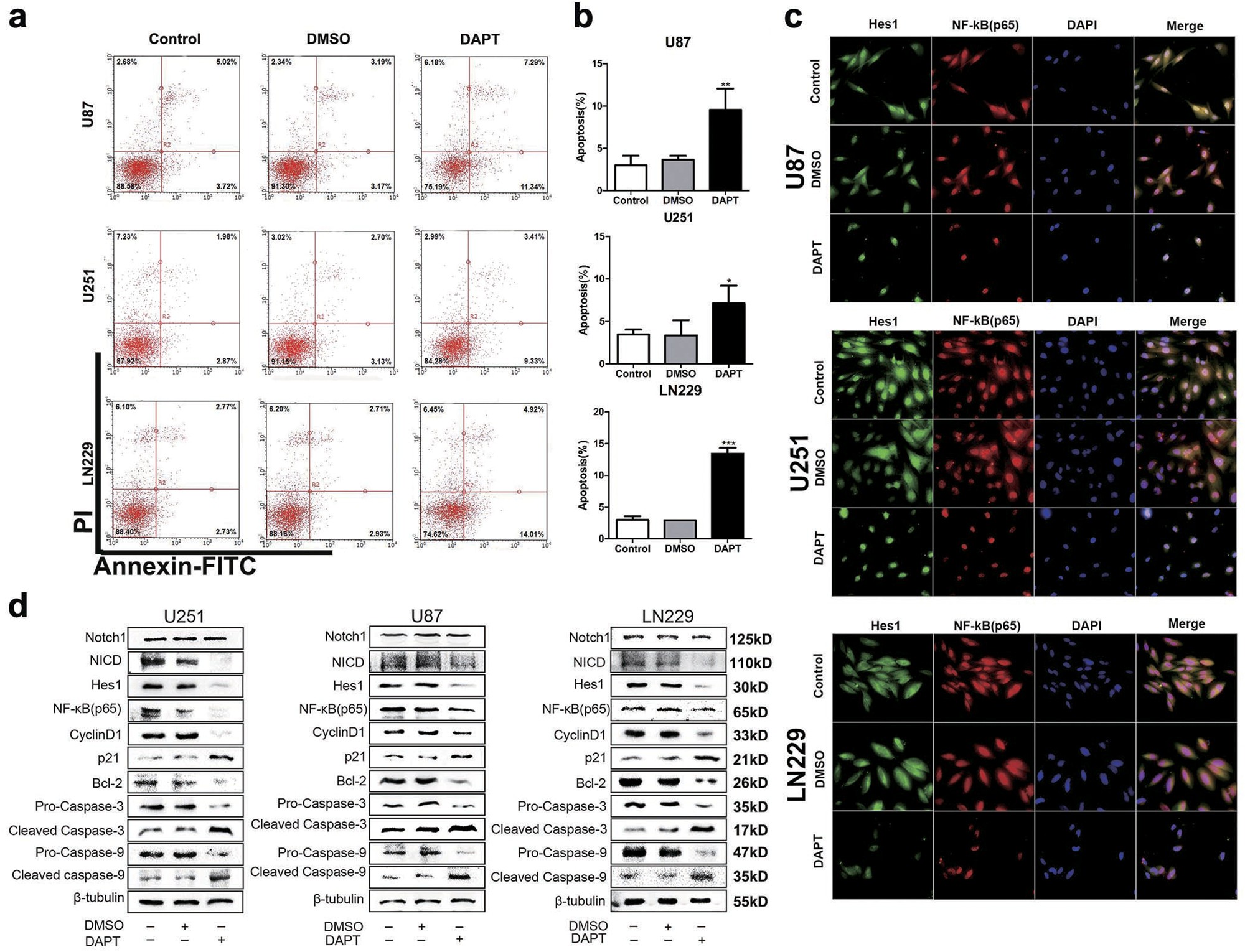 Fig. 4: Effect of DAPT on NF-κB(p65) expression in glioma cells