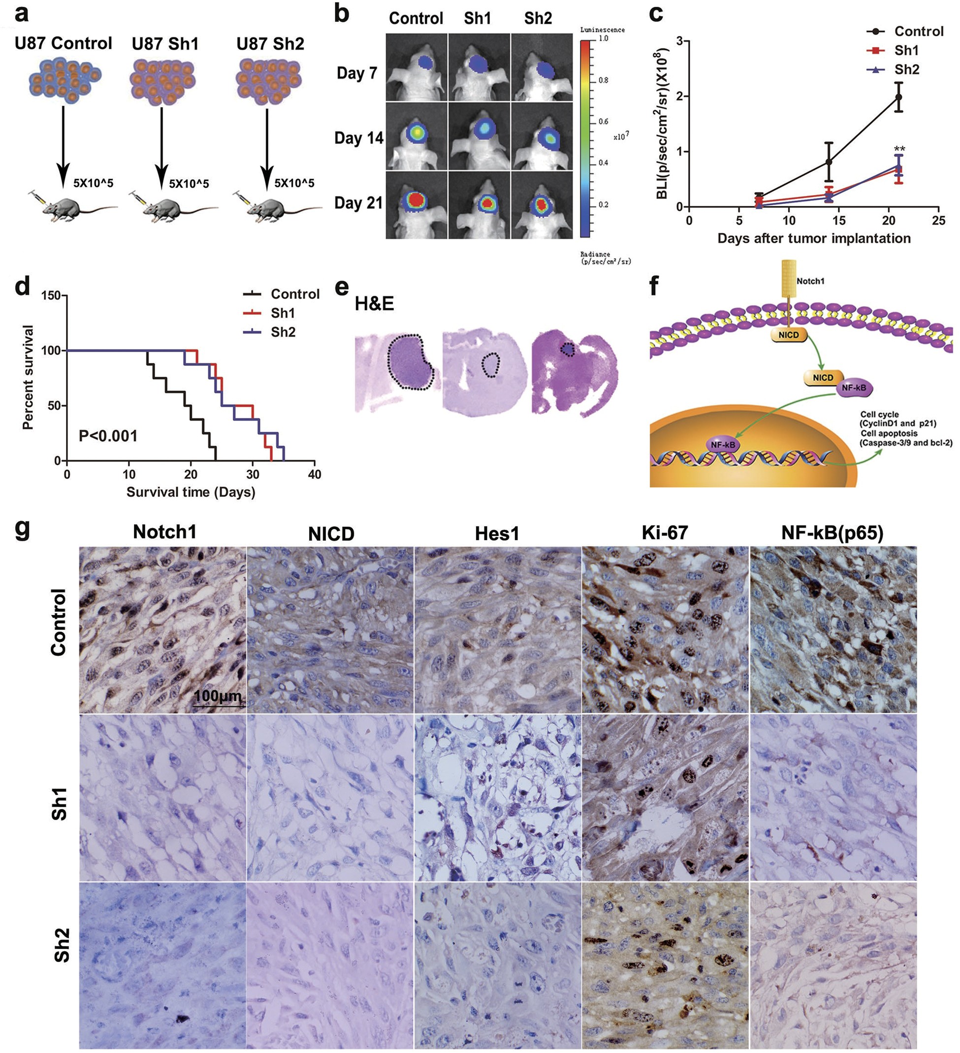 Fig. 7: Knockdown of Notch1 inhibits U87 glioma growth in vivo