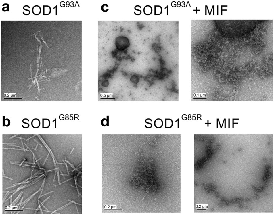 Fig. 3: Recombinant MIF alters the morphology of SOD1G93A and SOD1G85R aggregates