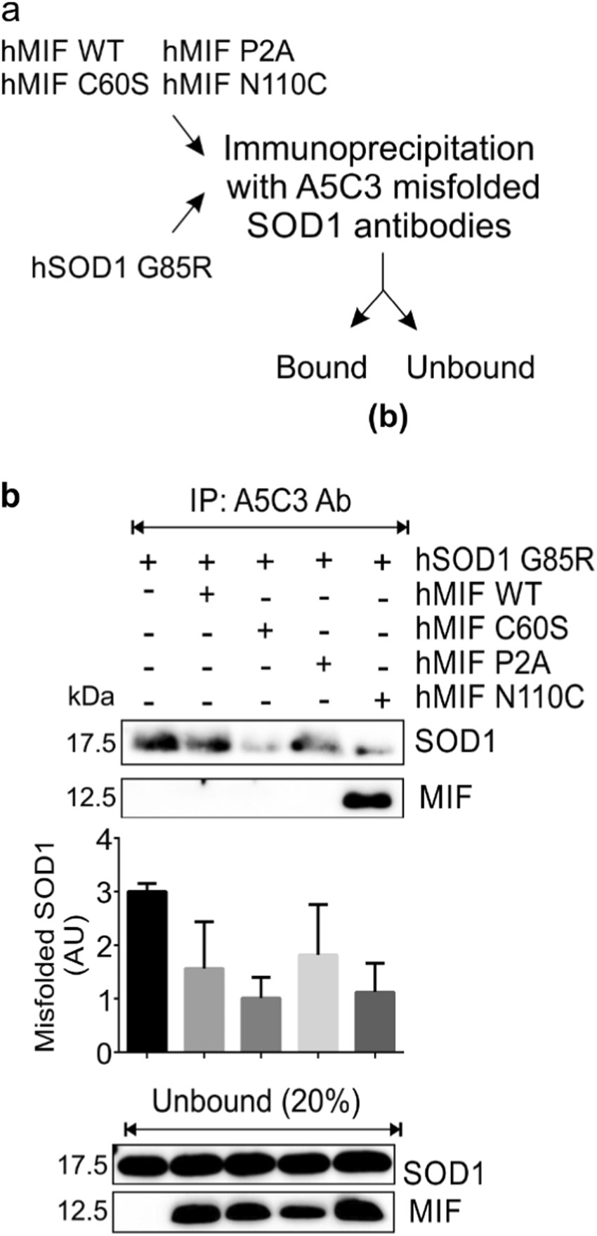 Fig. 6: MIF inhibition of mutant SOD1 misfolding is independent of its enzymatic activities or its normal oligomeric transitions