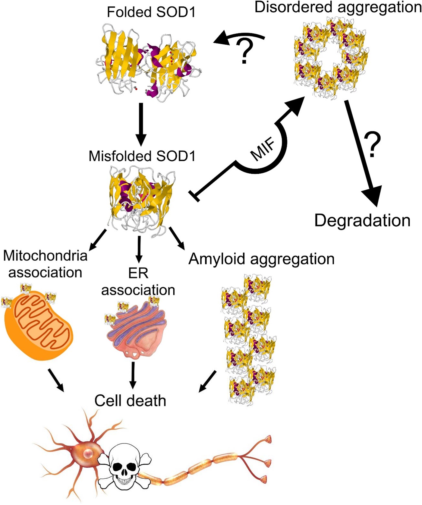 Fig. 8: Proposed model of the chaperone-like activity of MIF