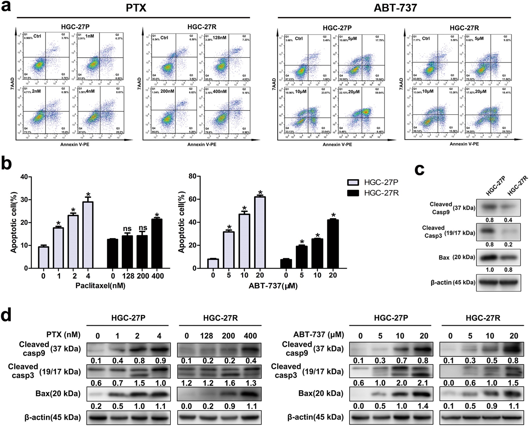 Fig. 3: PTX-resistant GC cells possessed greater anti-apoptotic capacity than parental cells.
