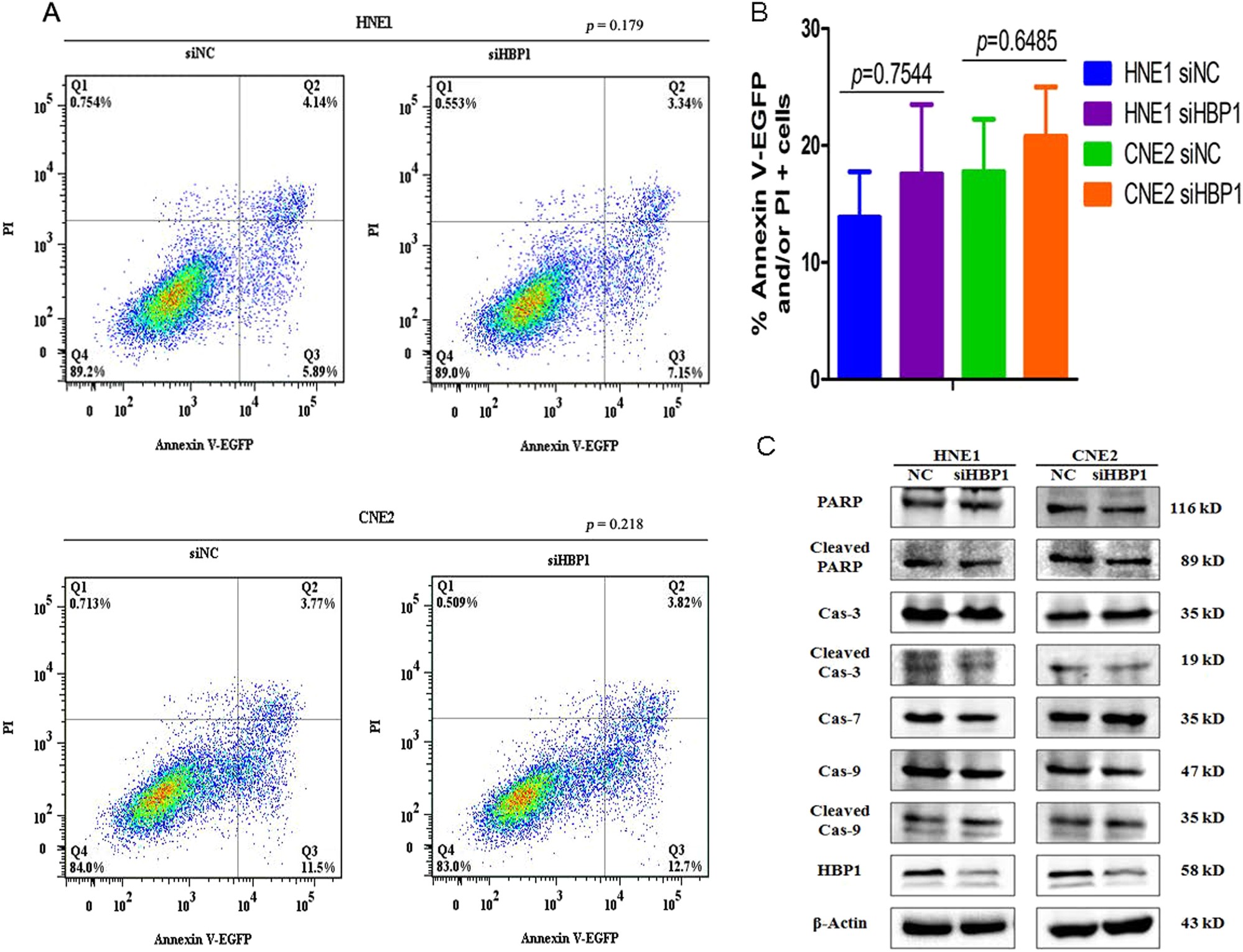 Fig. 6: HBP1 does not affect NPC cells apoptosis