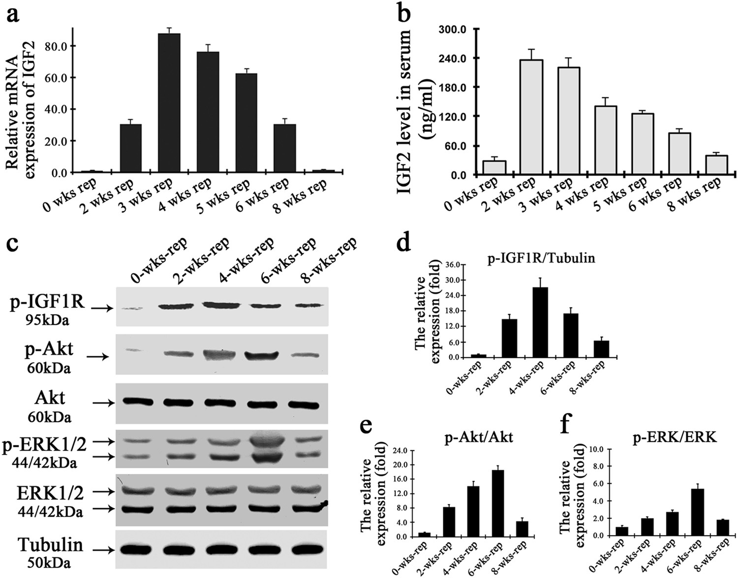 Fig. 4: IGF2 promotes the proliferation of transplanted hepatocytes through activation of PI3K and MAPK pathways.