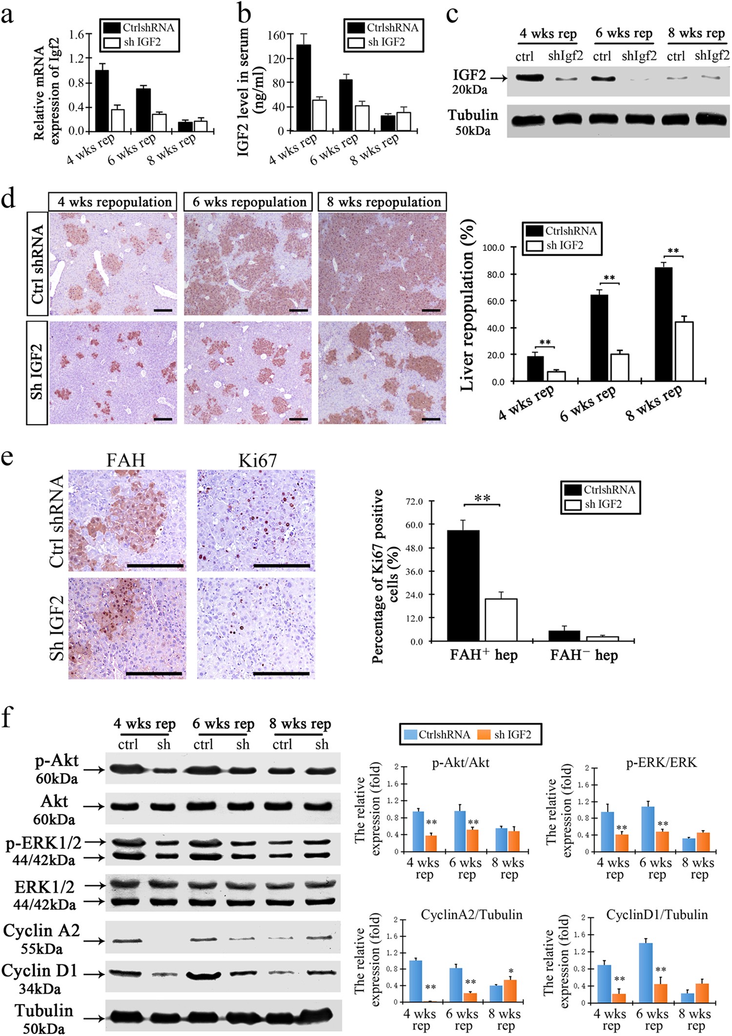 Fig. 5: Inhibition of IGF2 expression decreased the levels of liver repopulation.