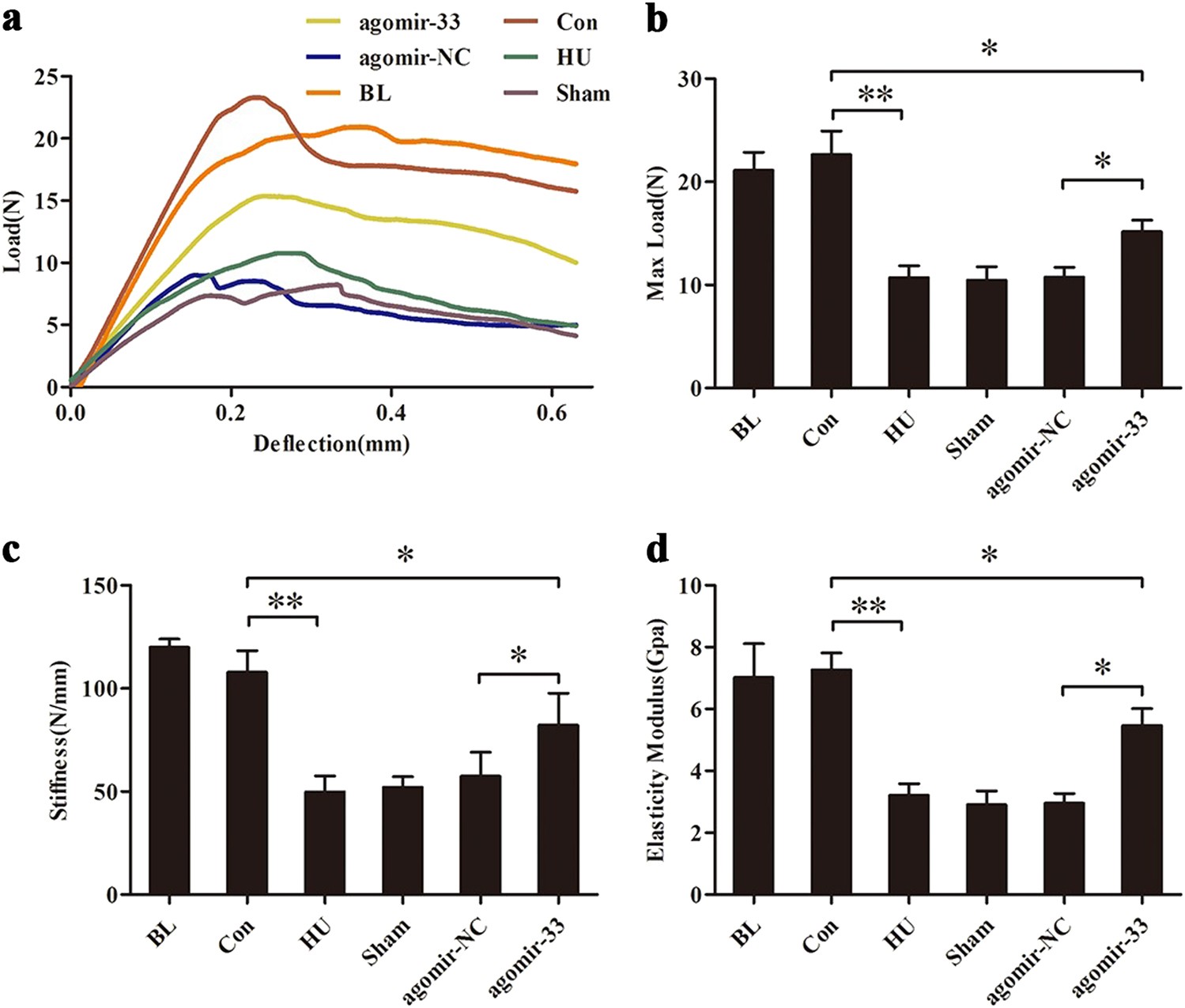 Fig. 8: Protection by miR-33-5p on the femurs biomechanical property of HU mice measured by three-point bending test.