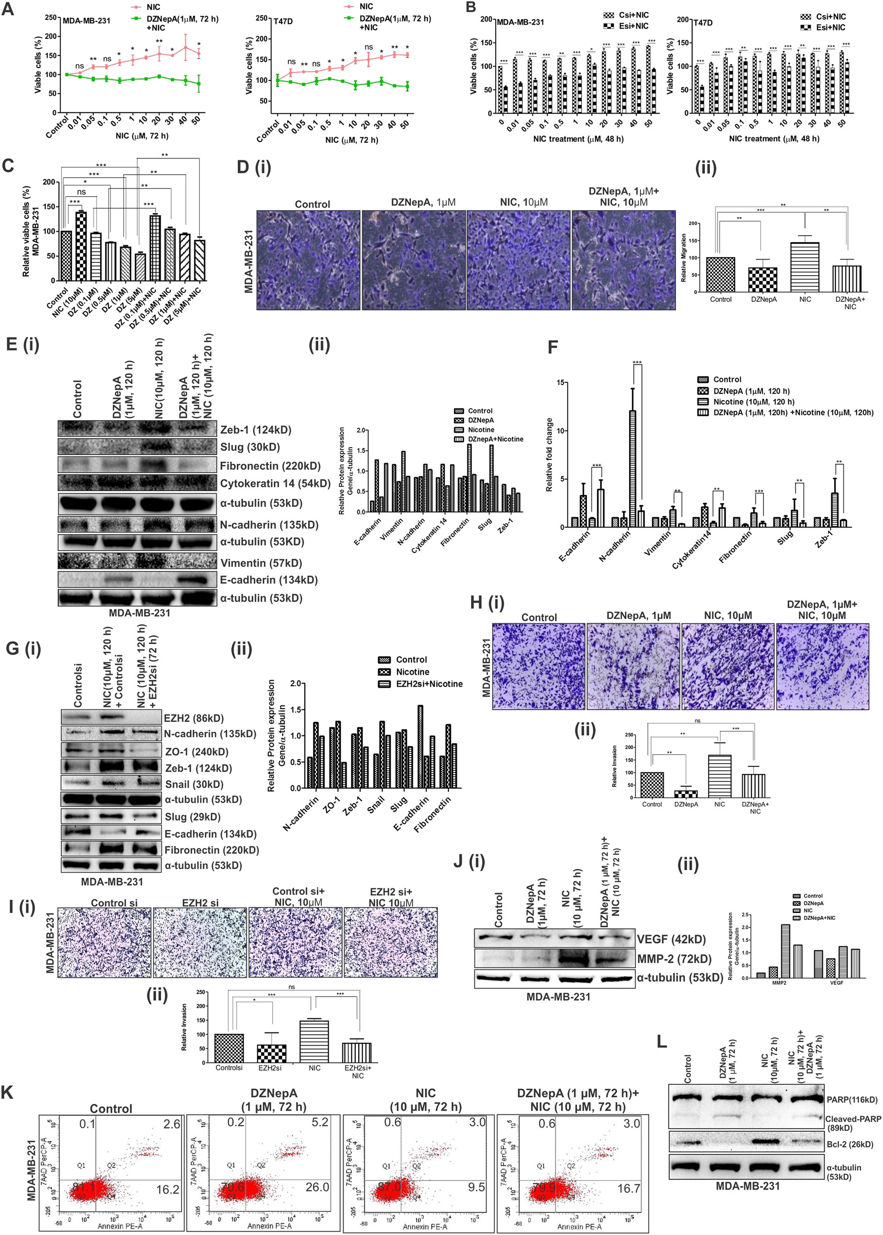 Fig. 2: Transfection of EZH2si or treatment of DZNepA in NIC-treated breast carcinoma cells led to reduced breast cancer progression.