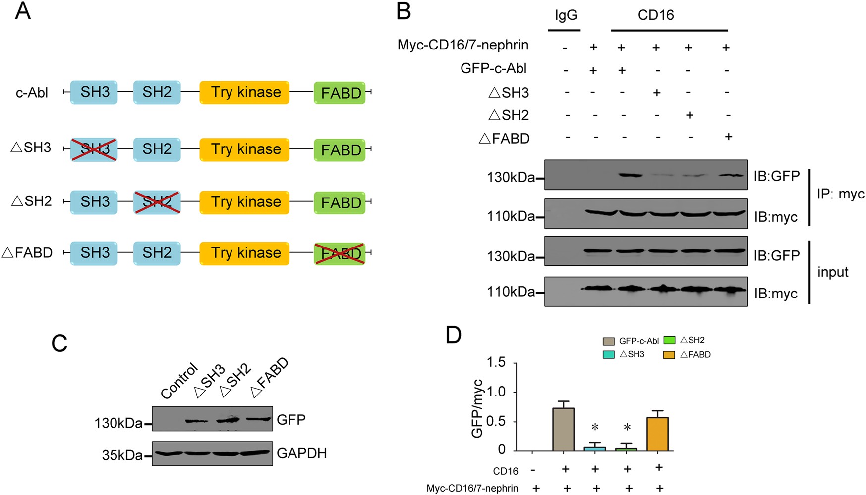 Fig. 5: Phospho-nephrin interacts with c-Abl via SH2 and SH3 domains.