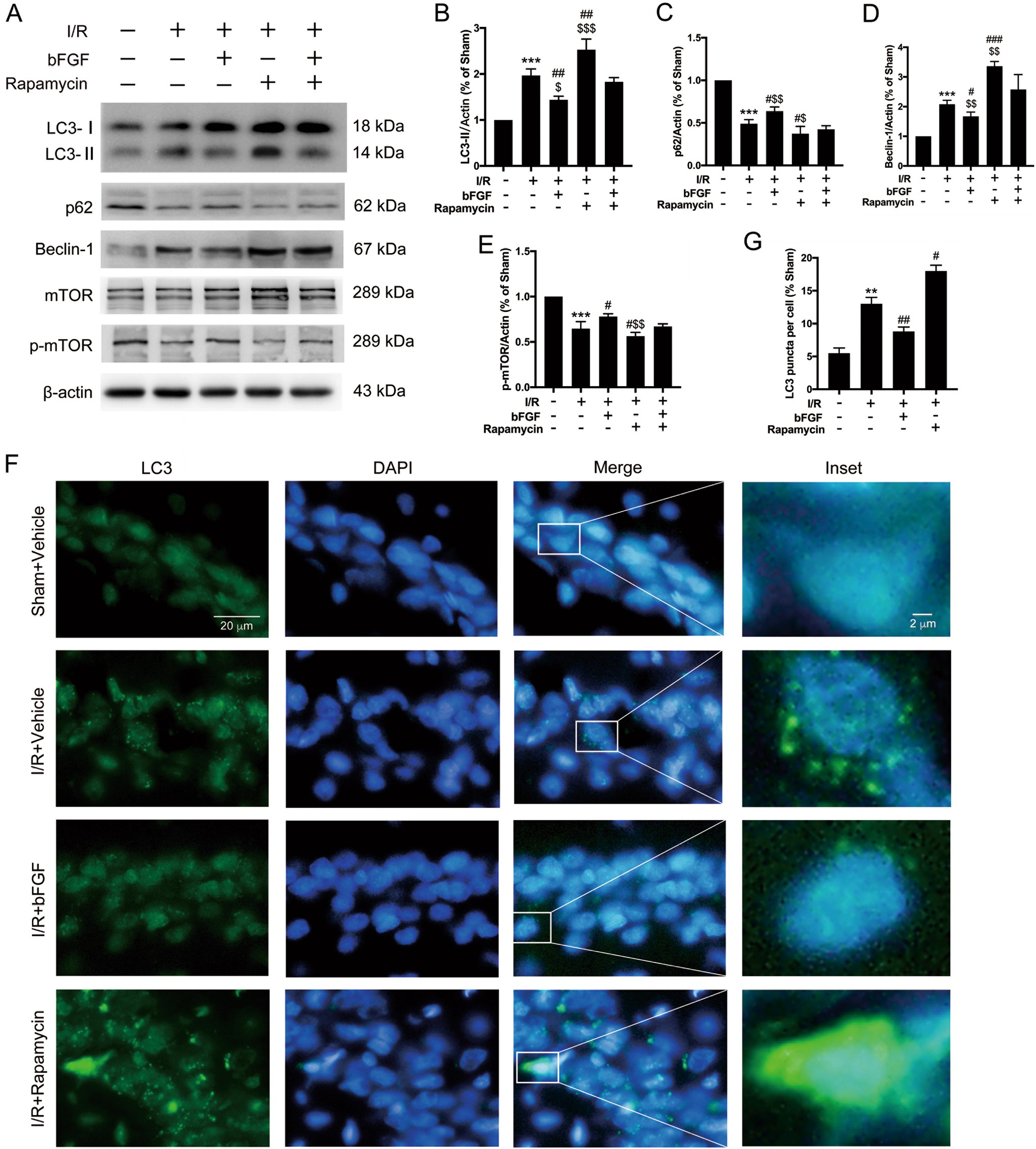 Fig. 6: The neuroprotective effect of bFGF after global cerebral I/R functioned by restraining excessive autophagy via the mTOR pathway.