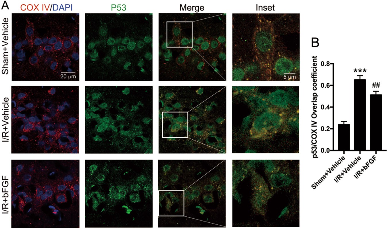Fig. 7: bFGF administration inhibited the translocation of p53 to mitochondria.