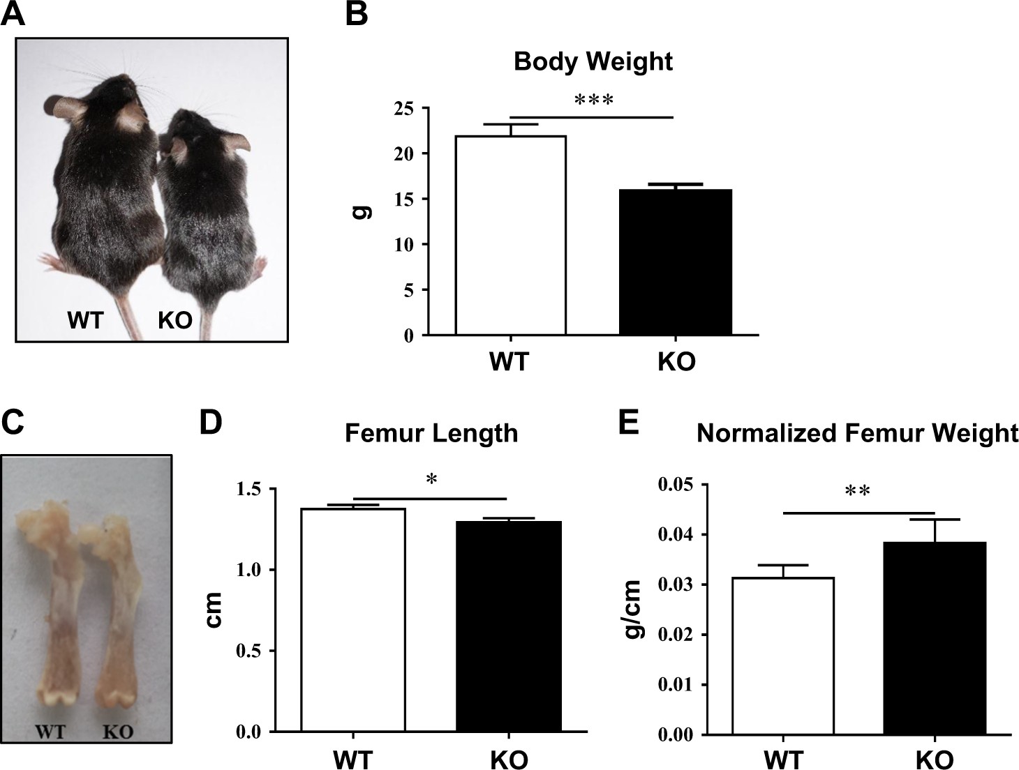 Ablation Of Protein Phosphatase 5 Pp5 Leads To Enhanced Both Bone And Cartilage Development In Mice Cell Death Disease