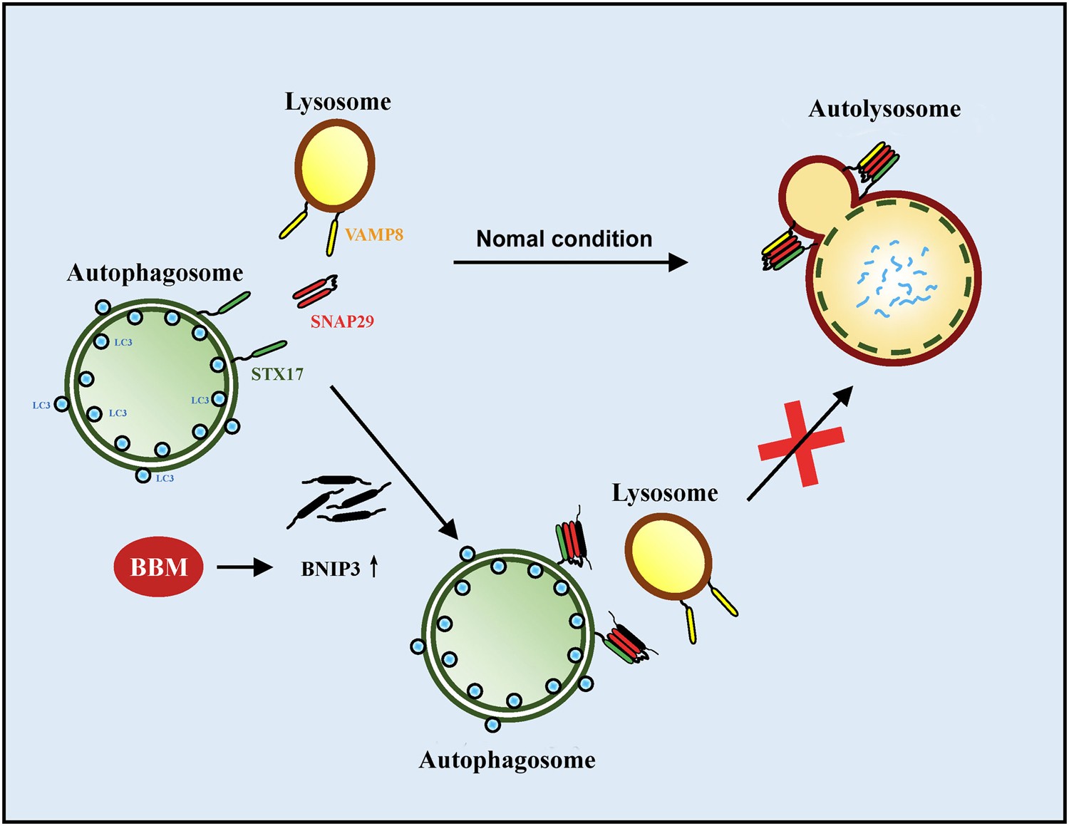 Fig. 9: The proposed mechanism of BBM-mediated blockade of autophagosome-lysosome fusion.