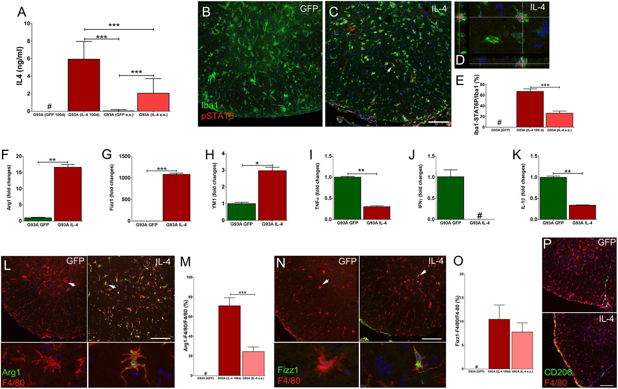 Fig. 5: IL-4 enhances alternative activation of G93A spinal cord microglia.
