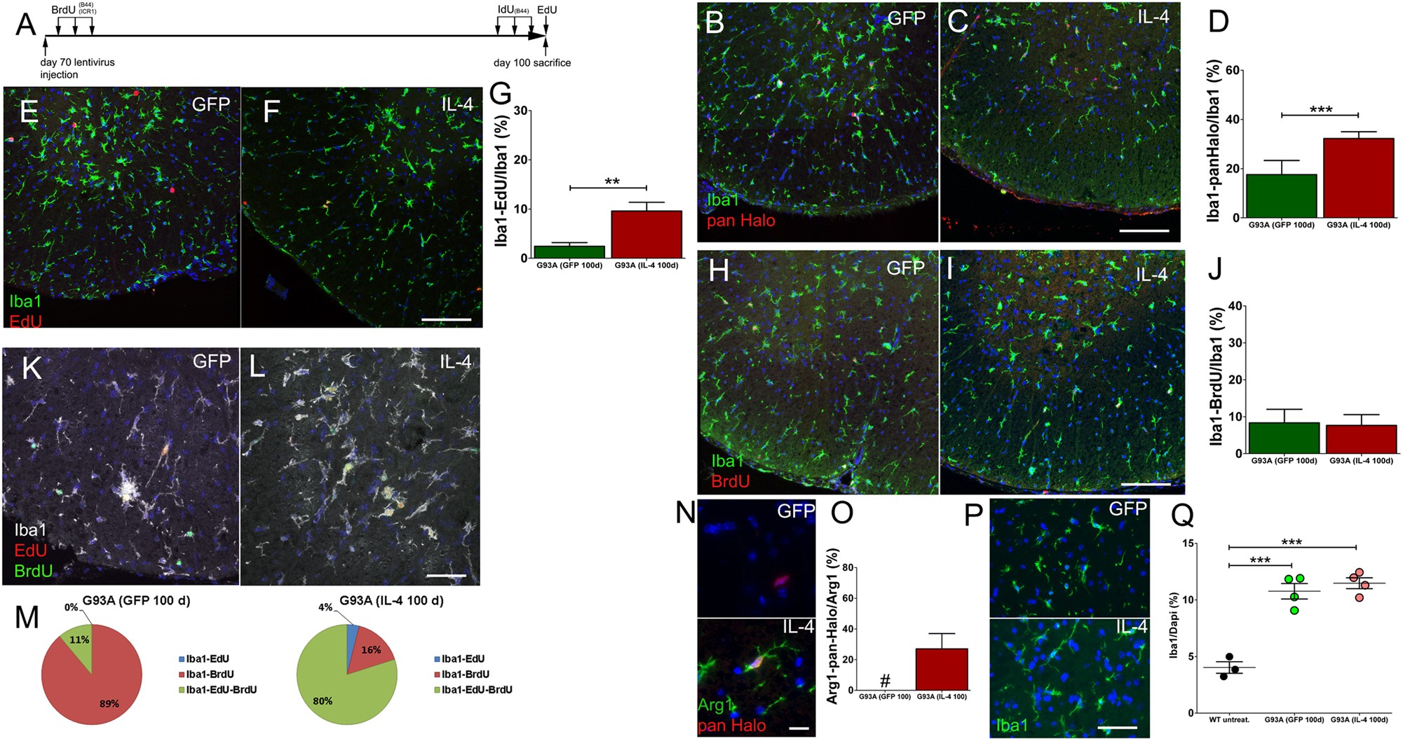 Fig. 6: IL-4 triggers microglia cell proliferation in G93A mice.