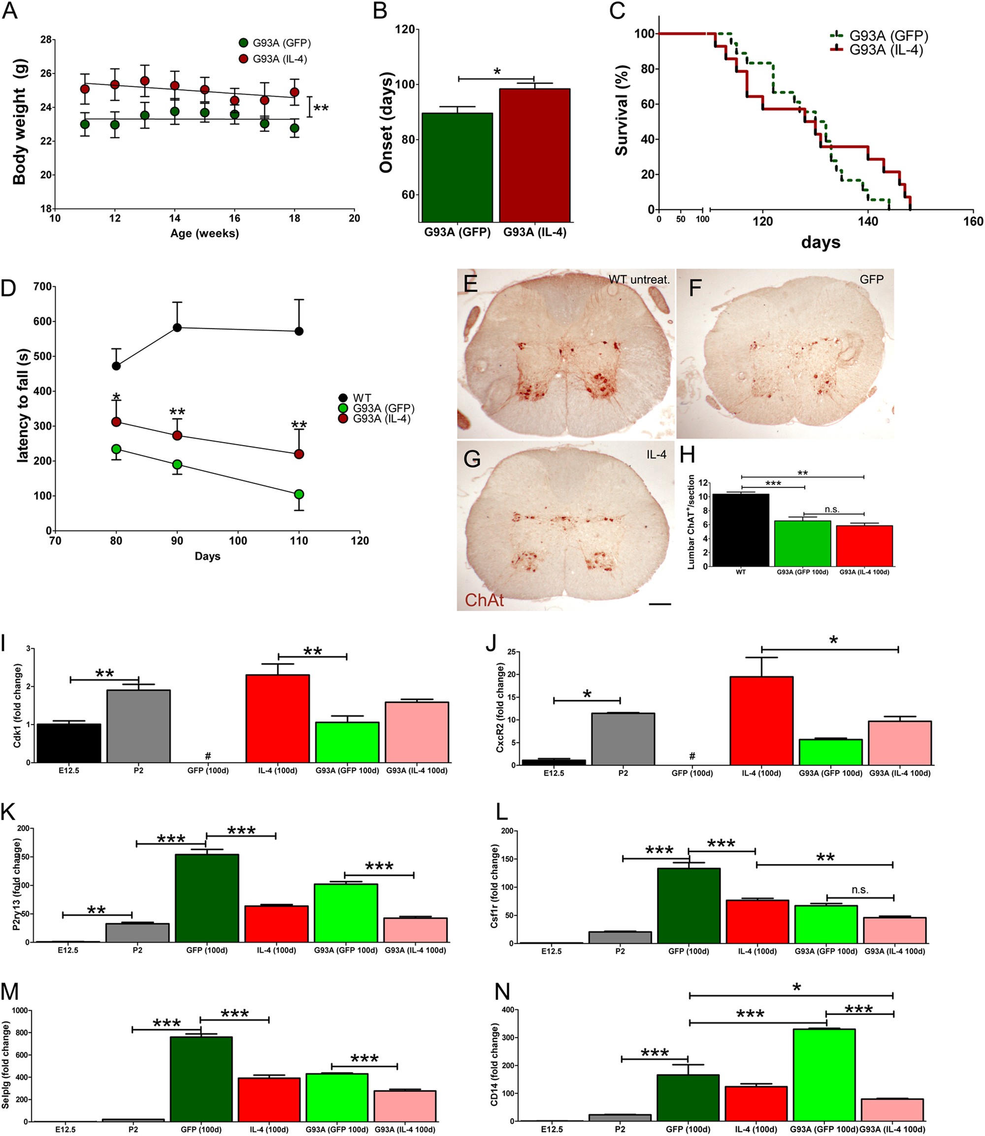 Fig. 7: Effects of IL-4 gene therapy on the phenotype, disease onset and life span of SOD1G93A mice.