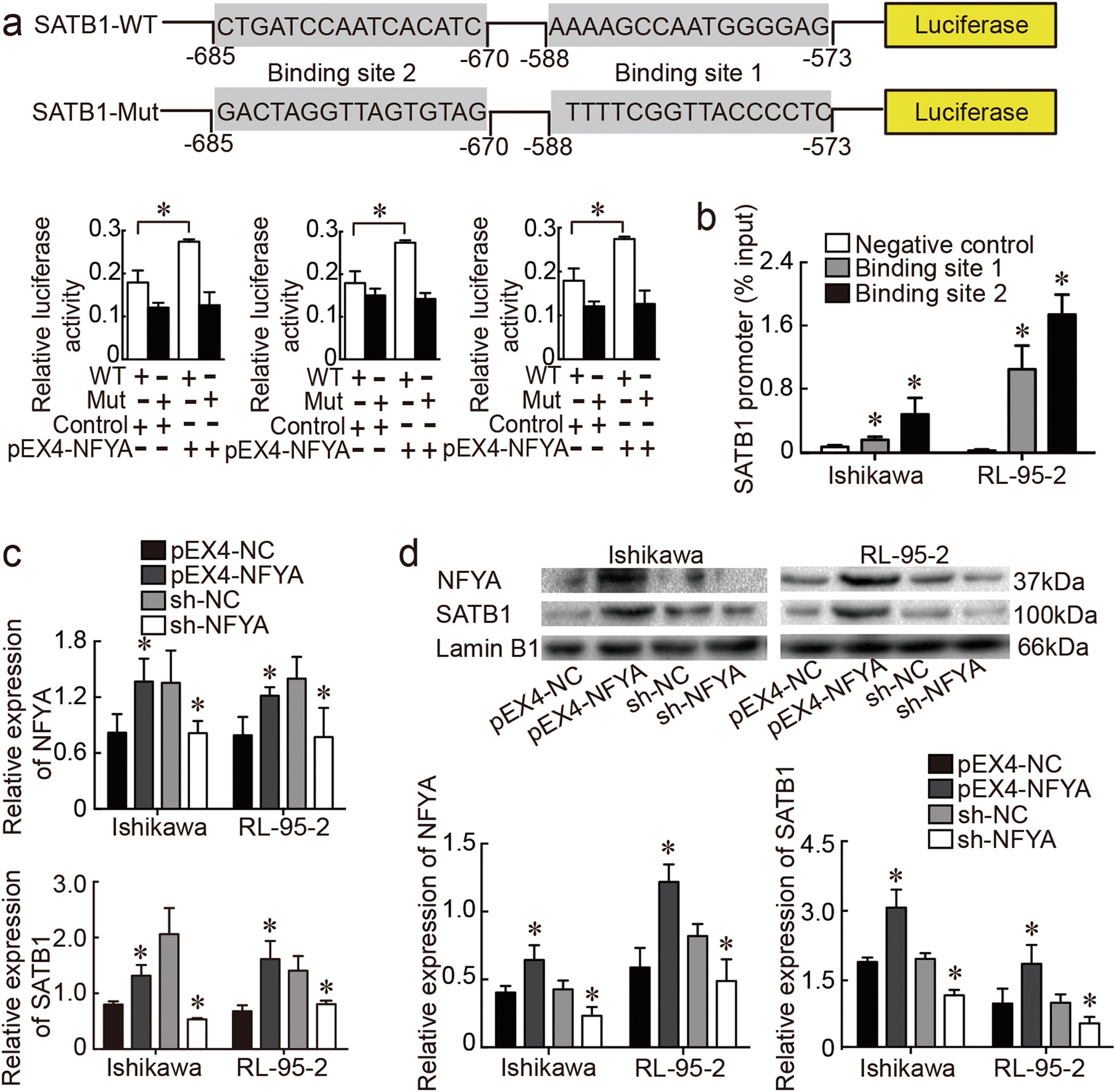 Fig. 6: SATB1 was positively regulated by NFYA.