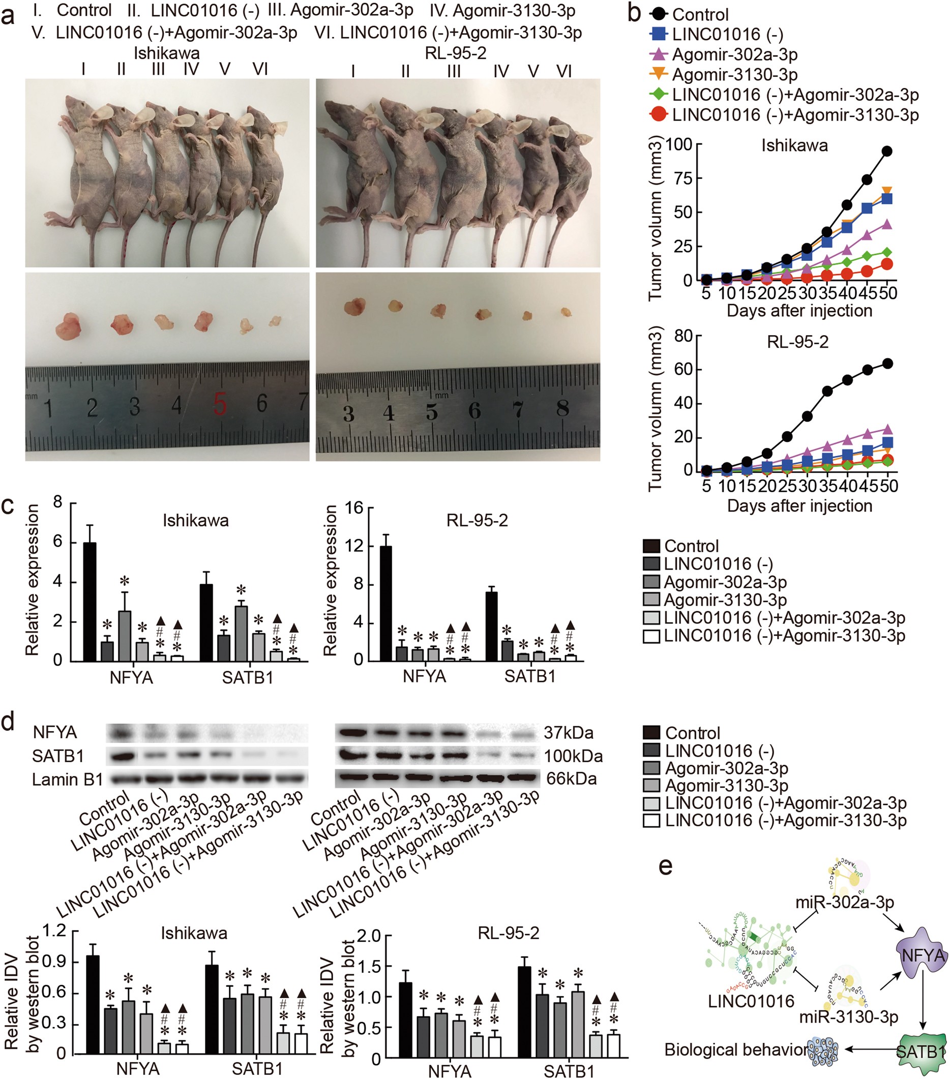 Fig. 7: In vivo study of tumor xenografts.