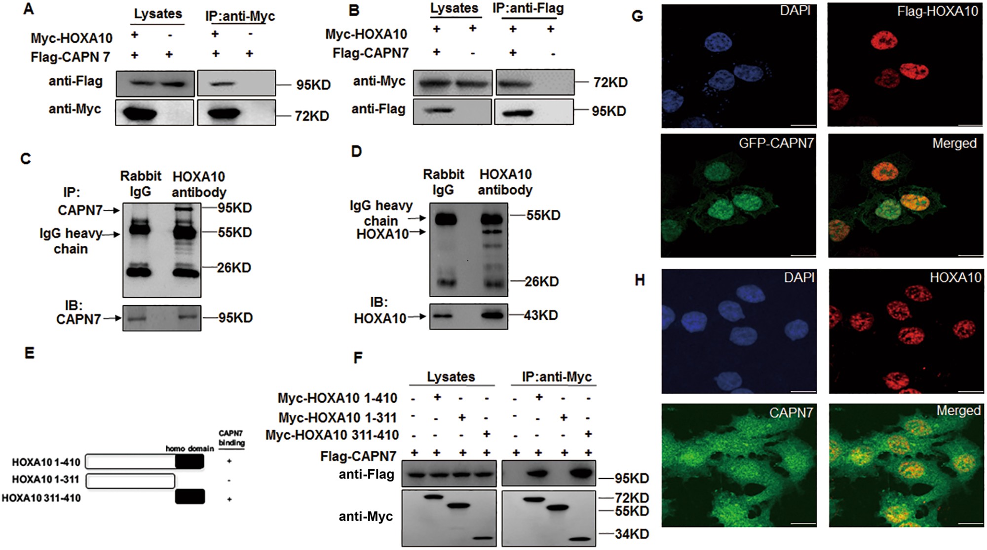Fig. 1: The interaction between CAPN7 and HOXA10.