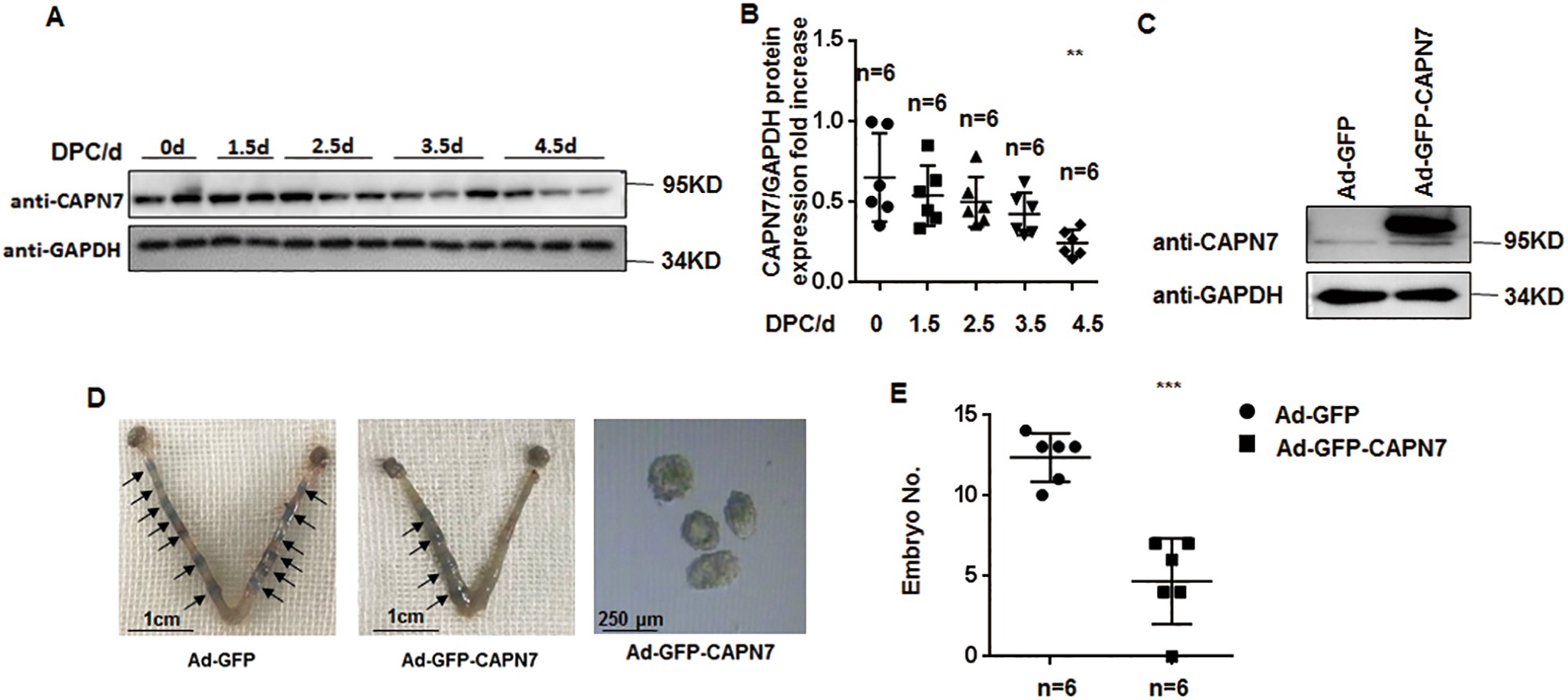 Fig. 2: CAPN7 inhibits embryo implantation in vivo.