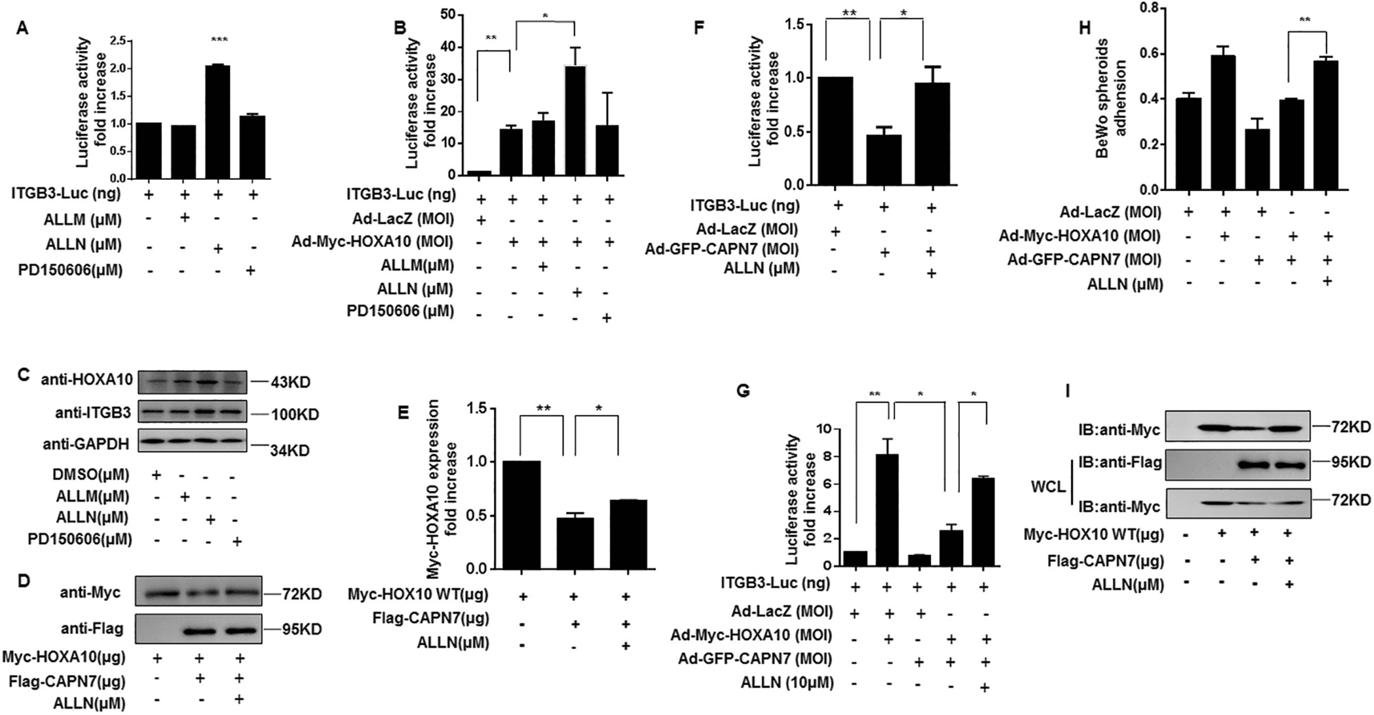 Fig. 6: ALLN inhibits the activity of CAPN7.